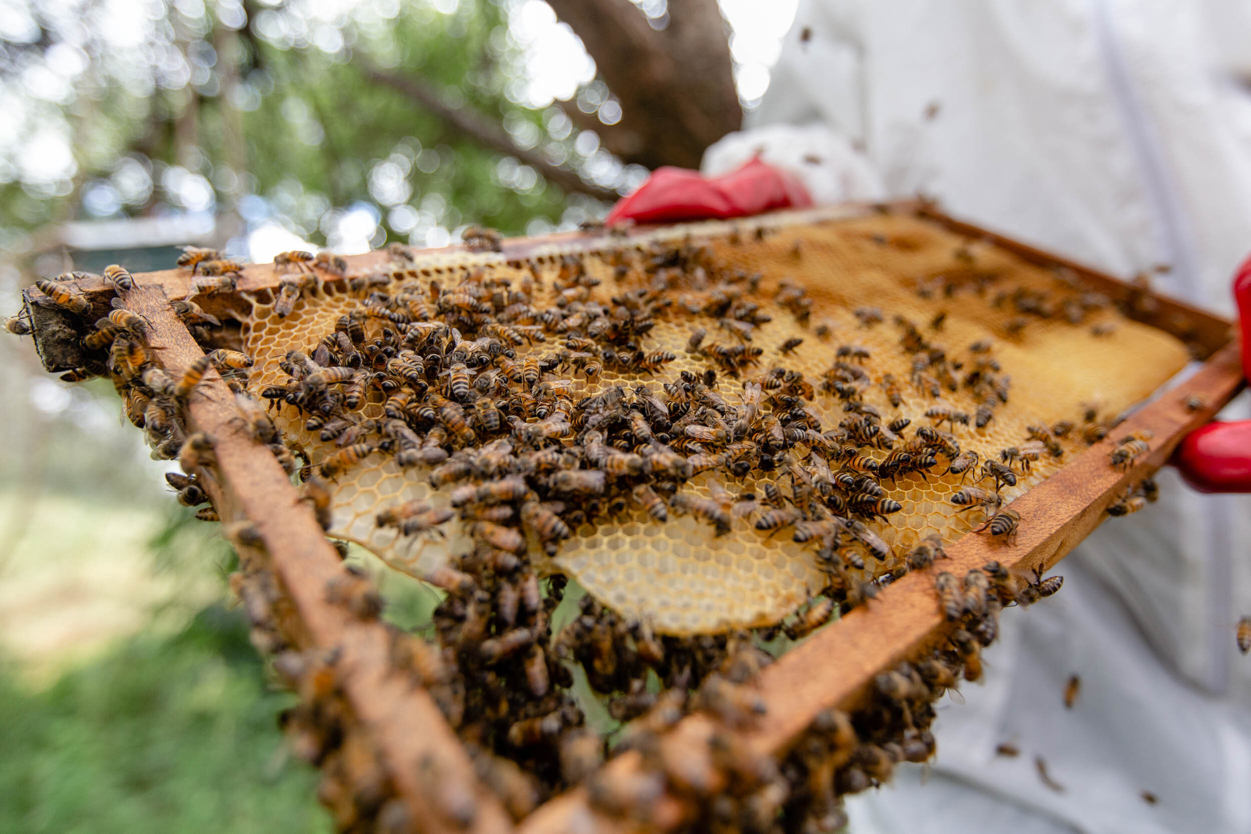 Beekeeping_Practices_in_West_Pokot_Kenya_25.jpg