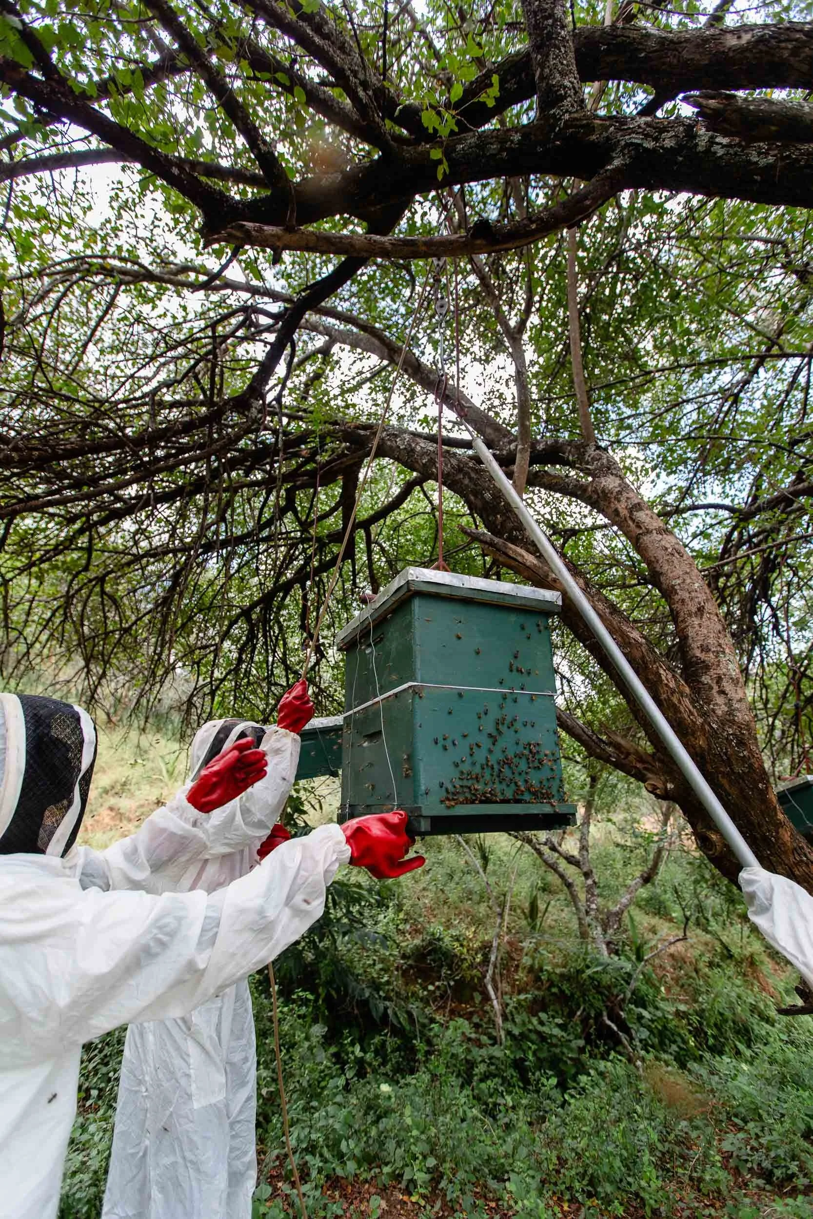 Beekeeping_Practices_in_West_Pokot_Kenya_31.jpg