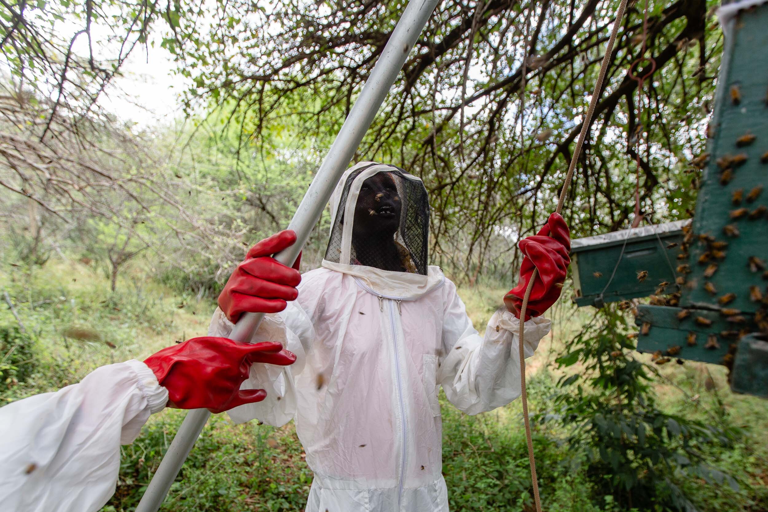 Beekeeping_Practices_in_West_Pokot_Kenya_33.jpg
