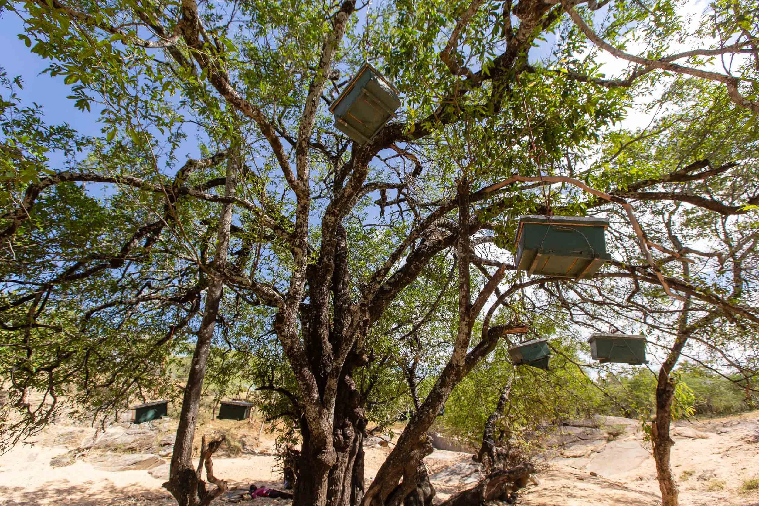Beekeeping_Practices_in_West_Pokot_Kenya_41.jpg