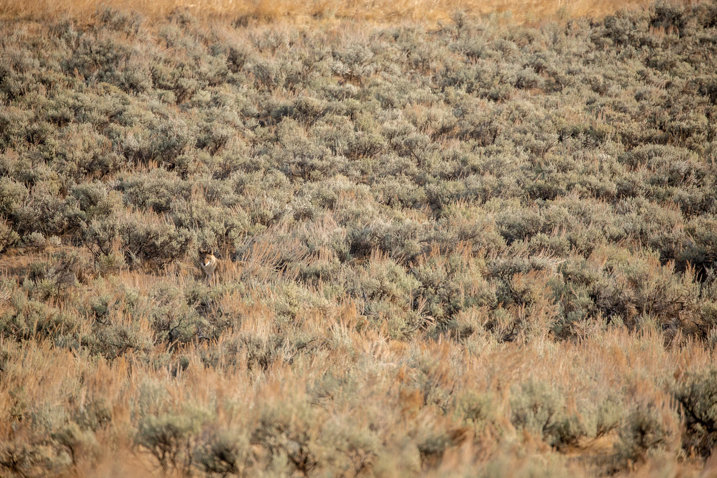 A coyote camouflages itself in the brush.
