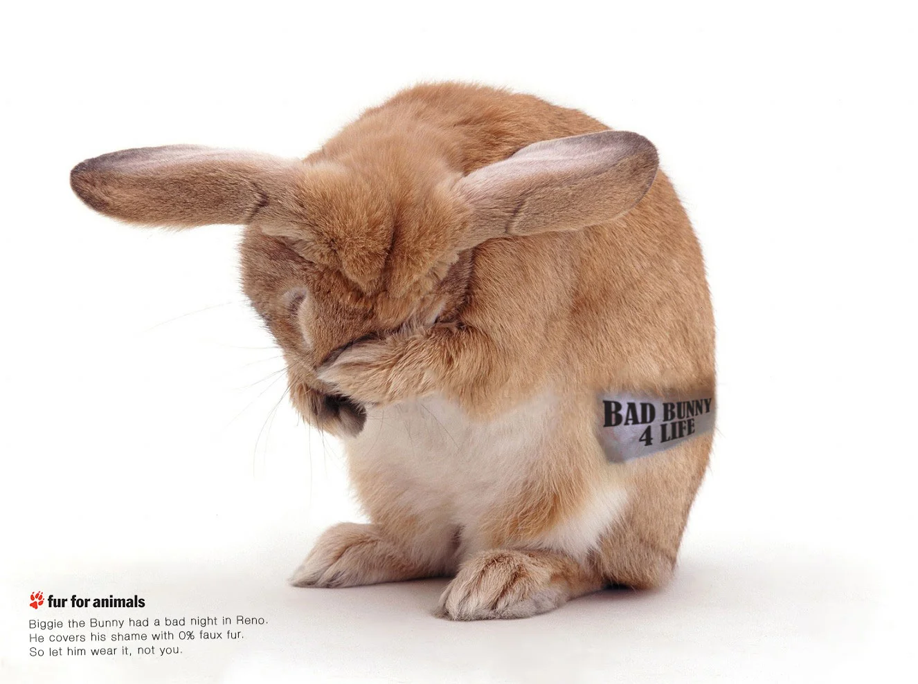 rabbit.jpg