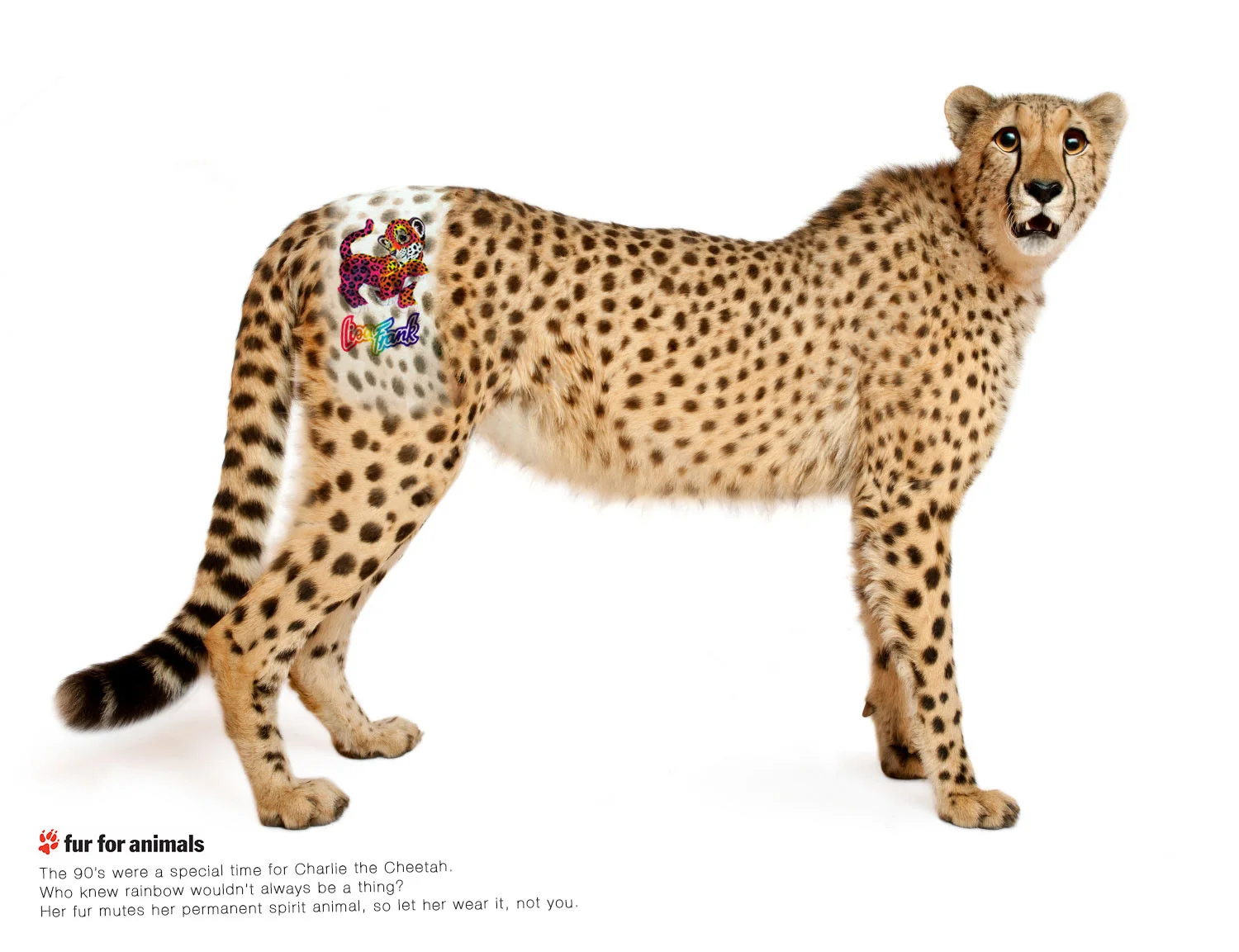 cheetah.jpg