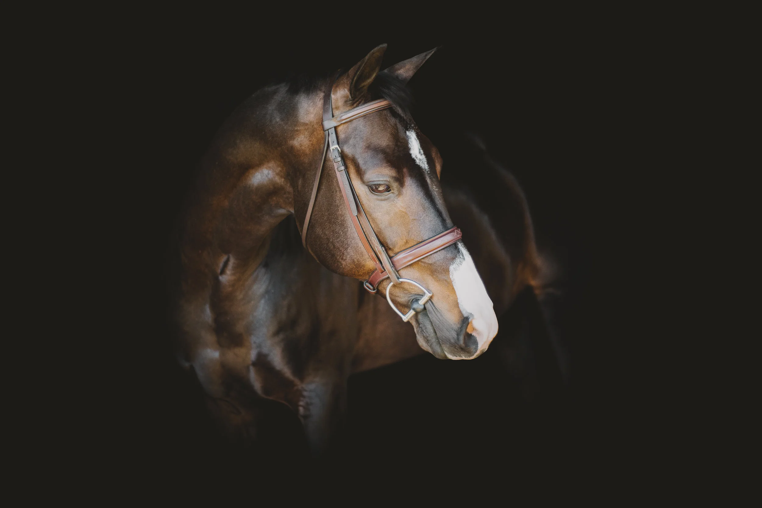 jaime4horses_edited-27.jpg