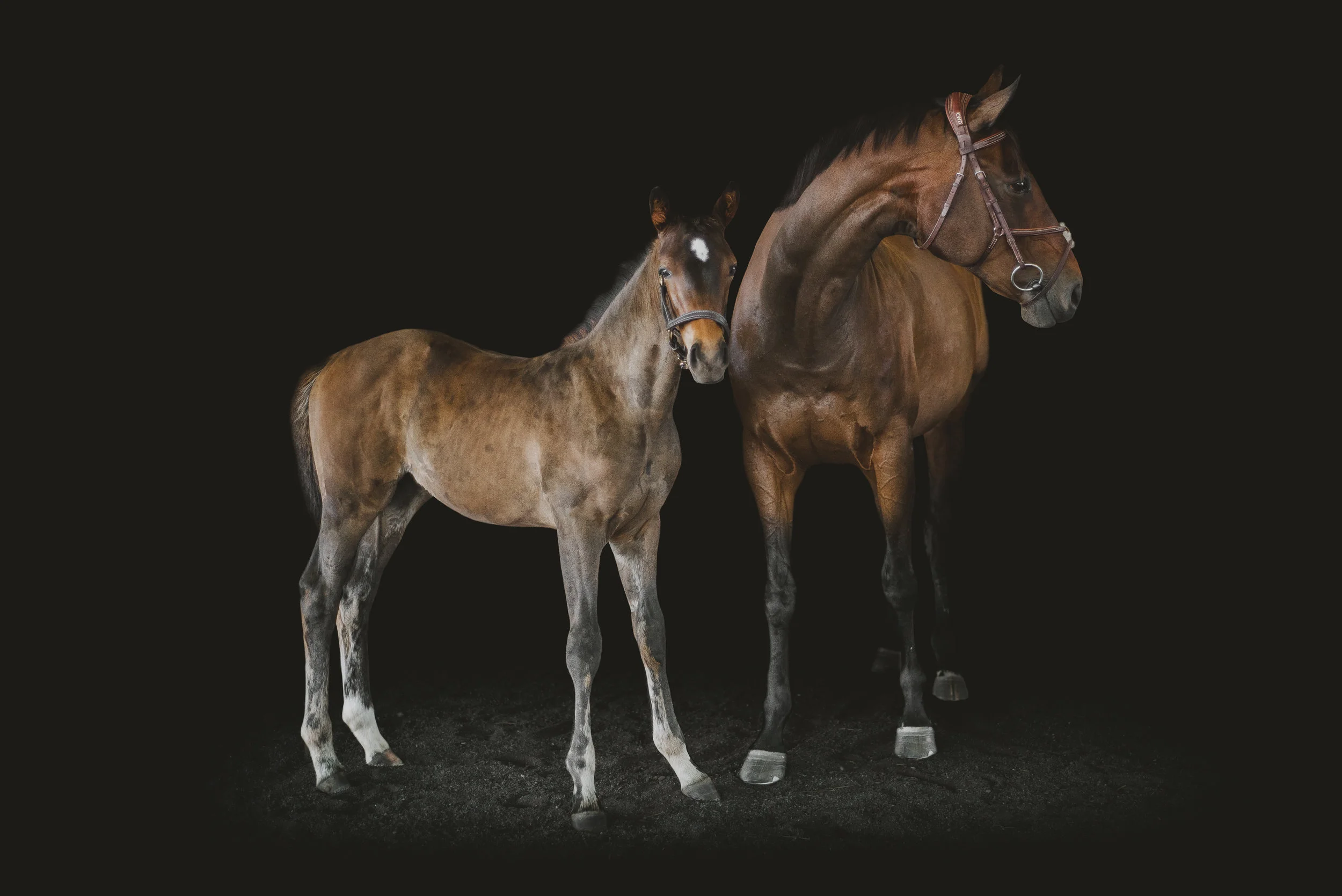 cat_mareandfoal_edited-2.jpg
