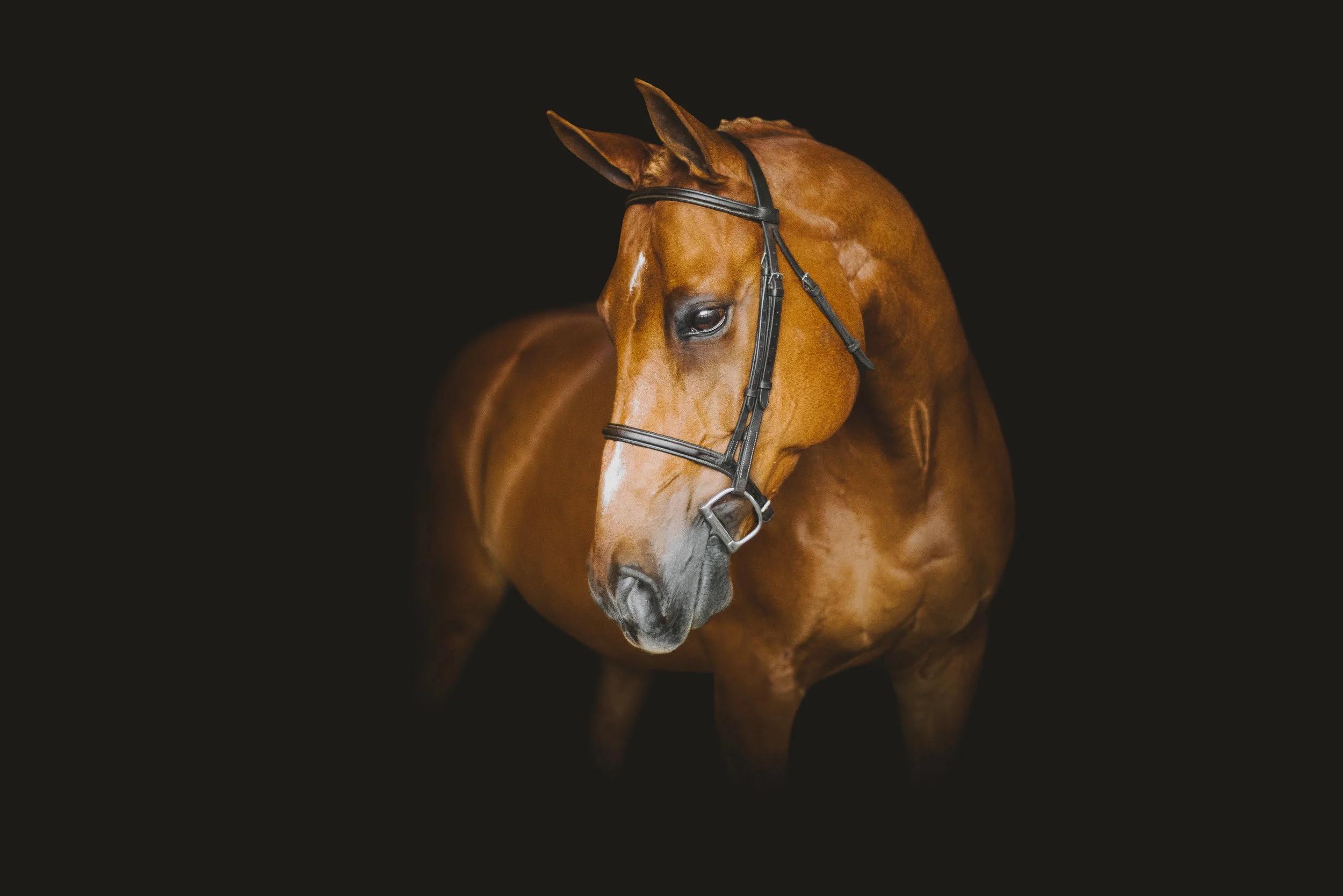 chester_edited-7.jpg