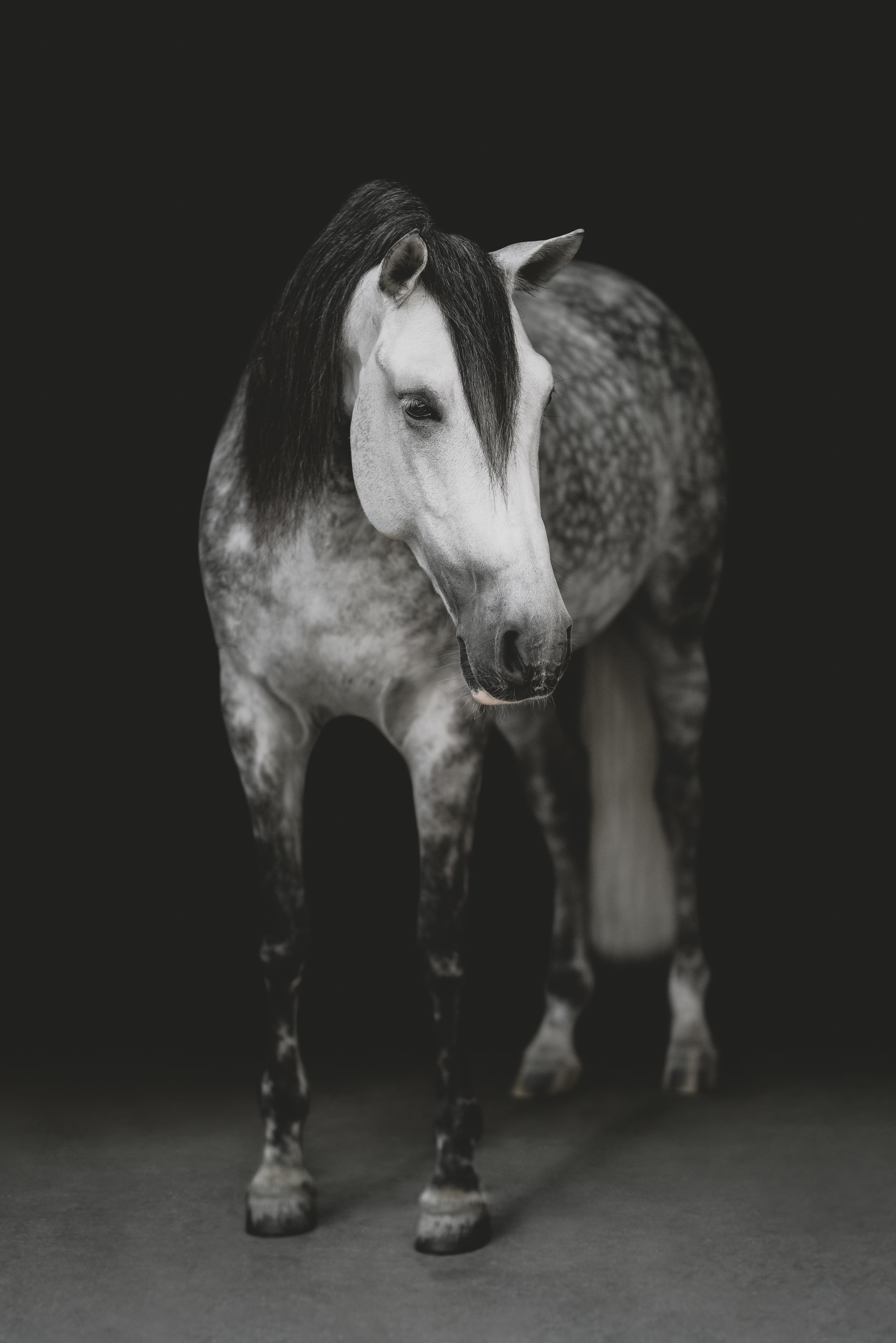 medevialtimes_horseportraits_edited-16.jpg