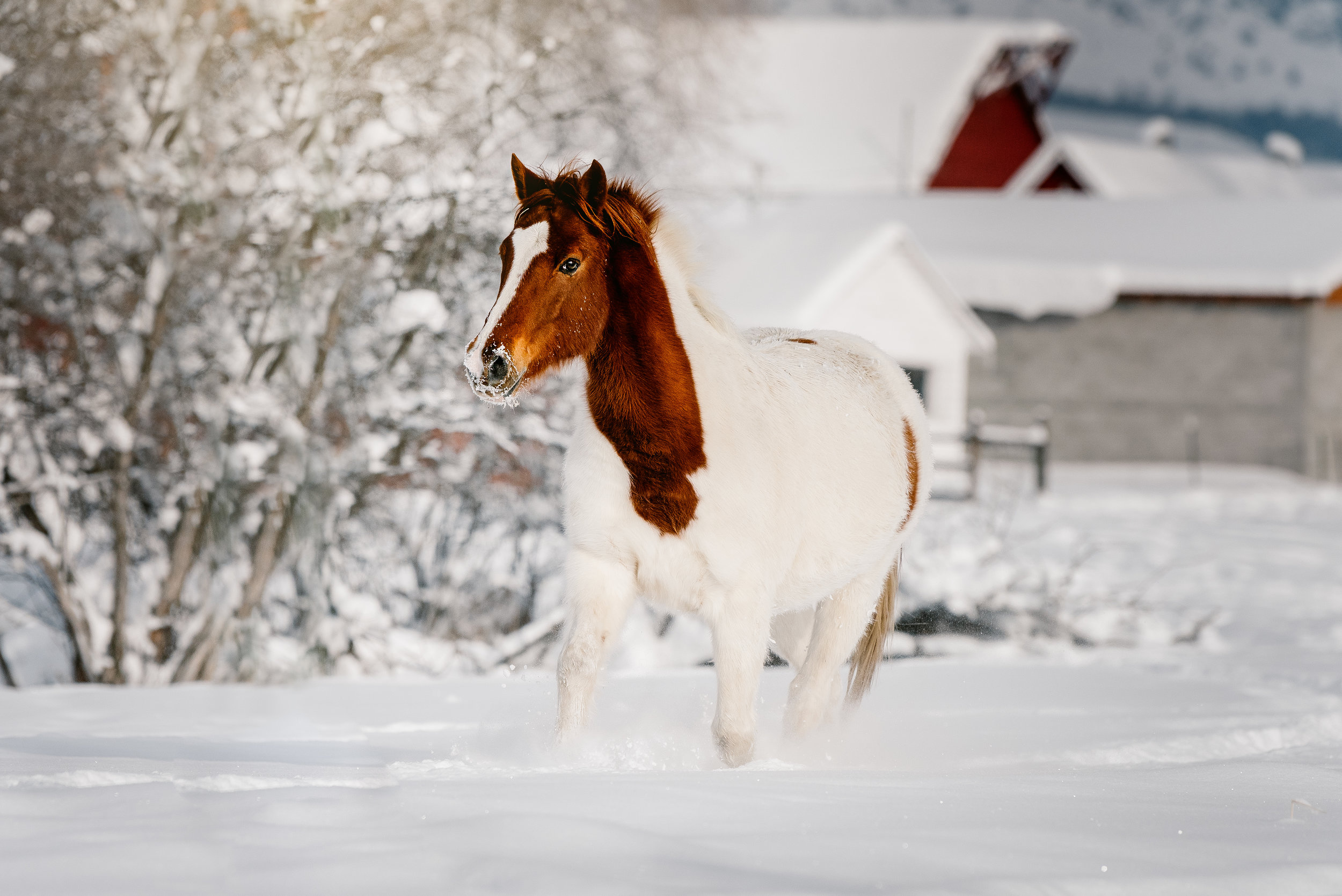 snowhorse_edited-1.jpg