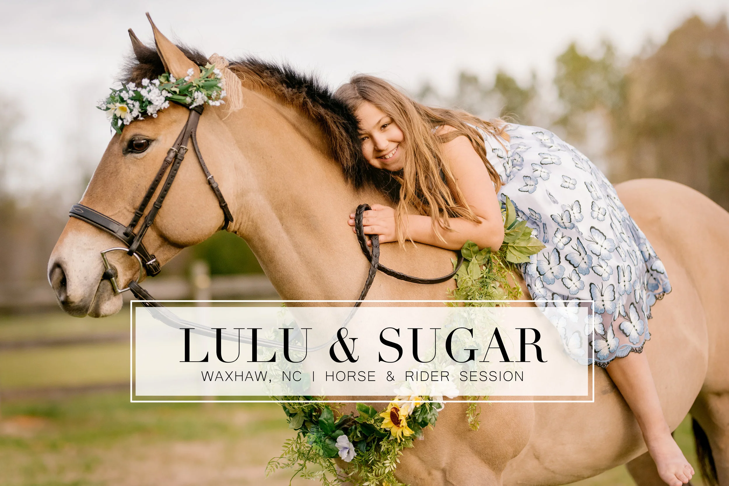 lulu_sugarheader.jpg