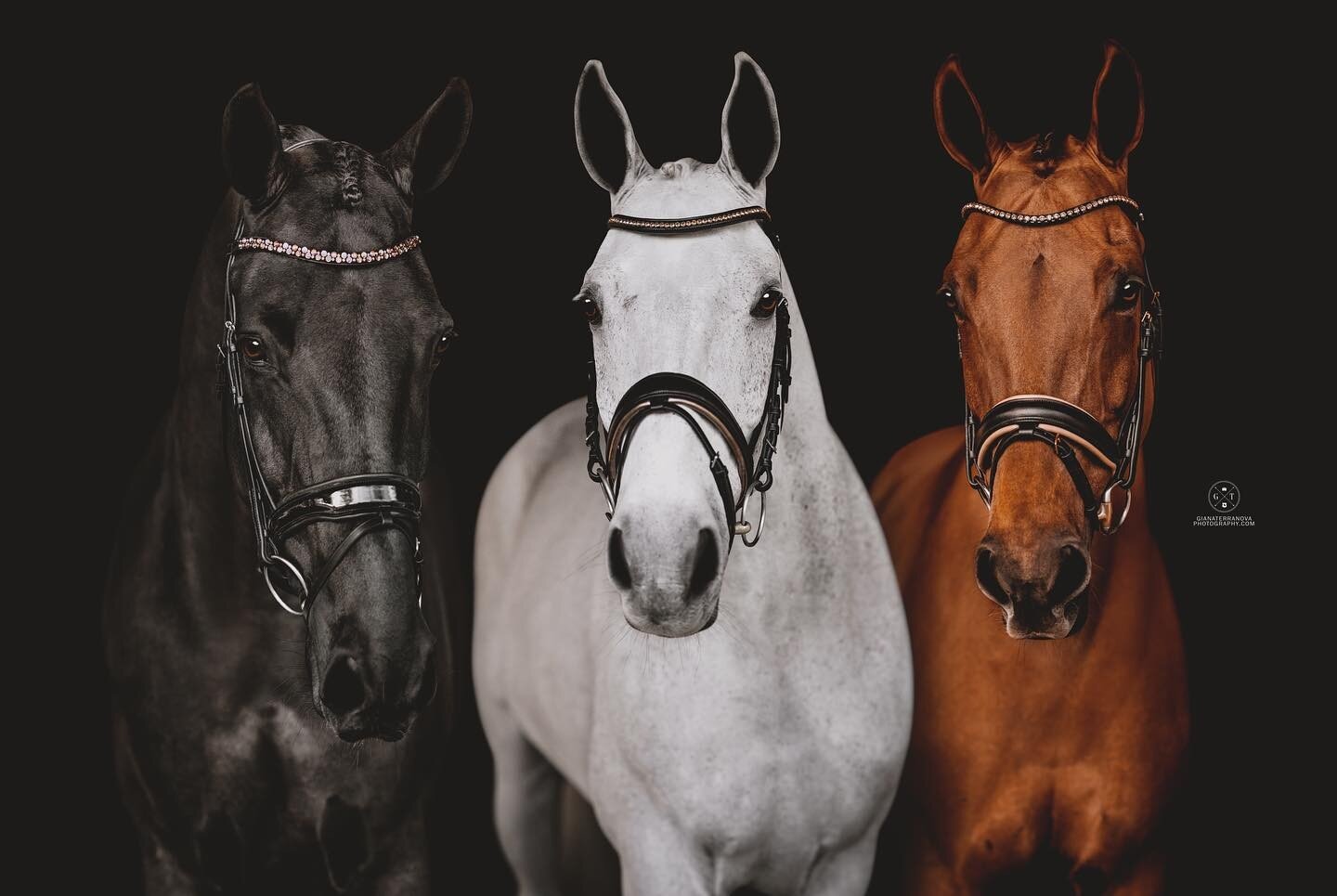 One of every color 😍 Photographed at Accurate Farms in Loxahatchee, FL