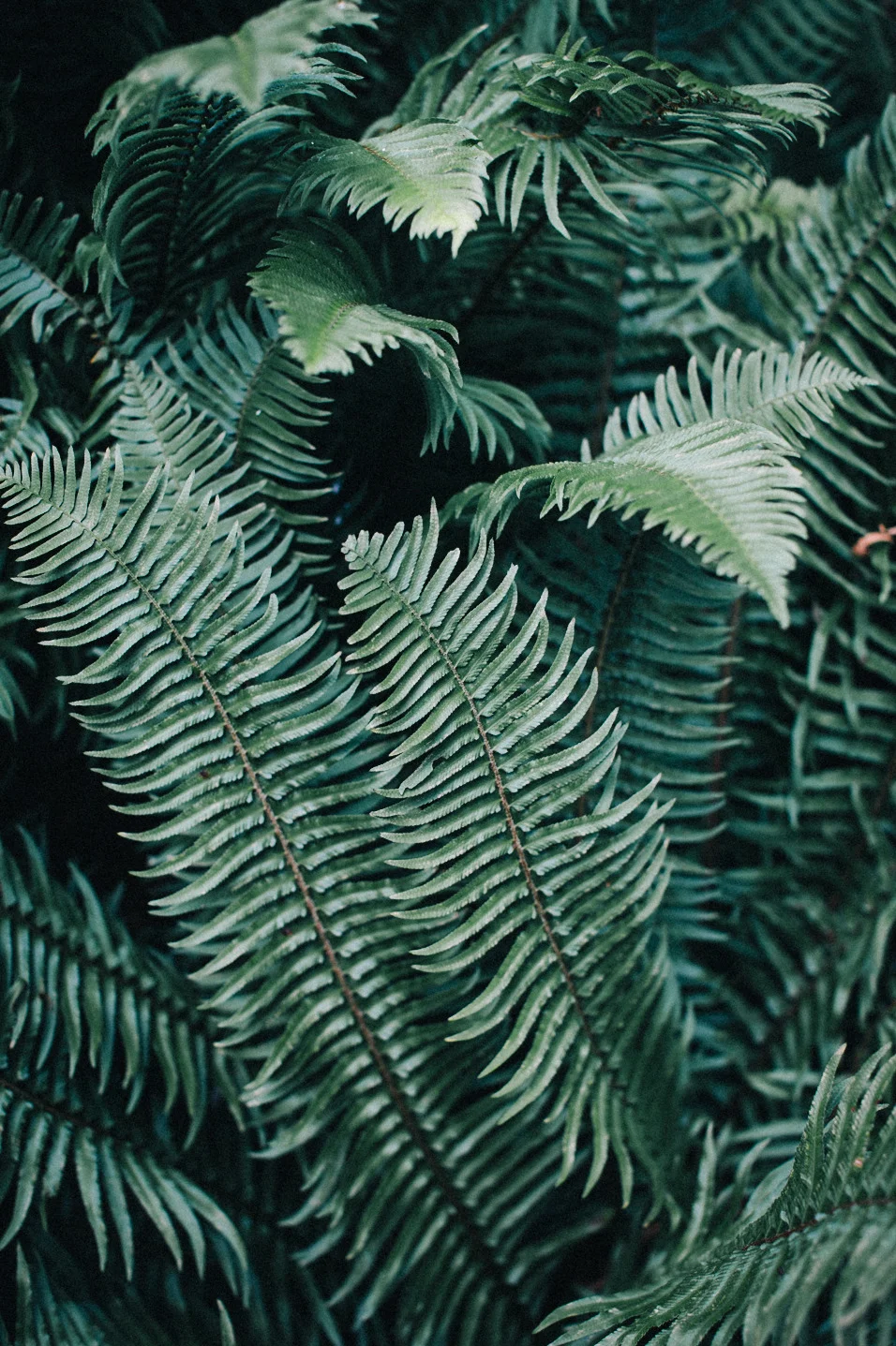 tumblr_n9igccGnjM1rx771wo1_1280.png.jpeg