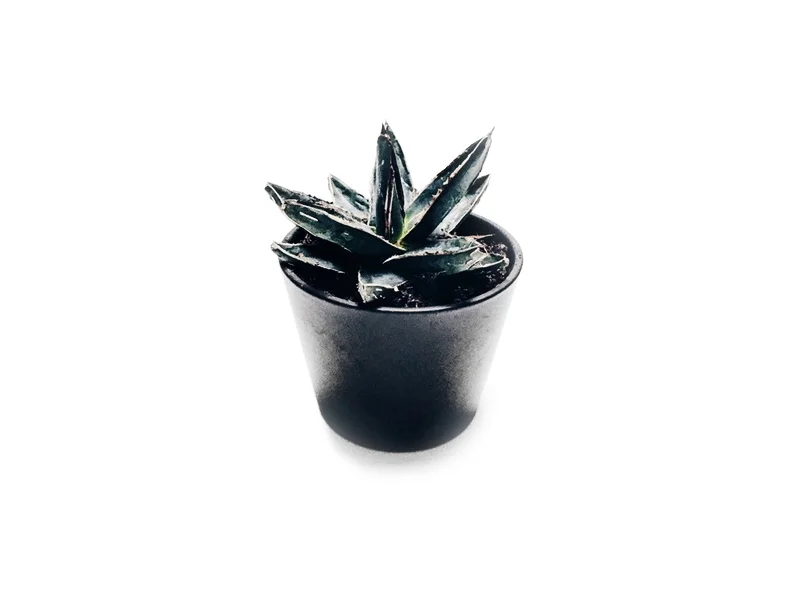 studio-plant.jpg