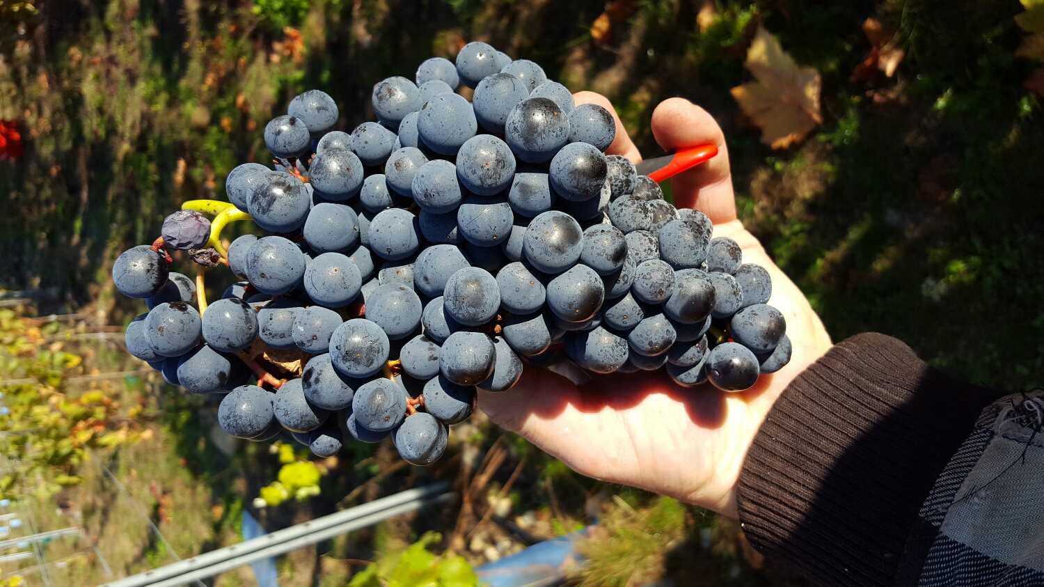 one bunch of tempranillo can be more than enough for a bottle