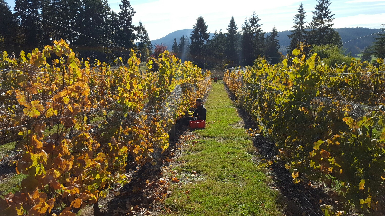 the pinot noir with a little frost damage on the leaves