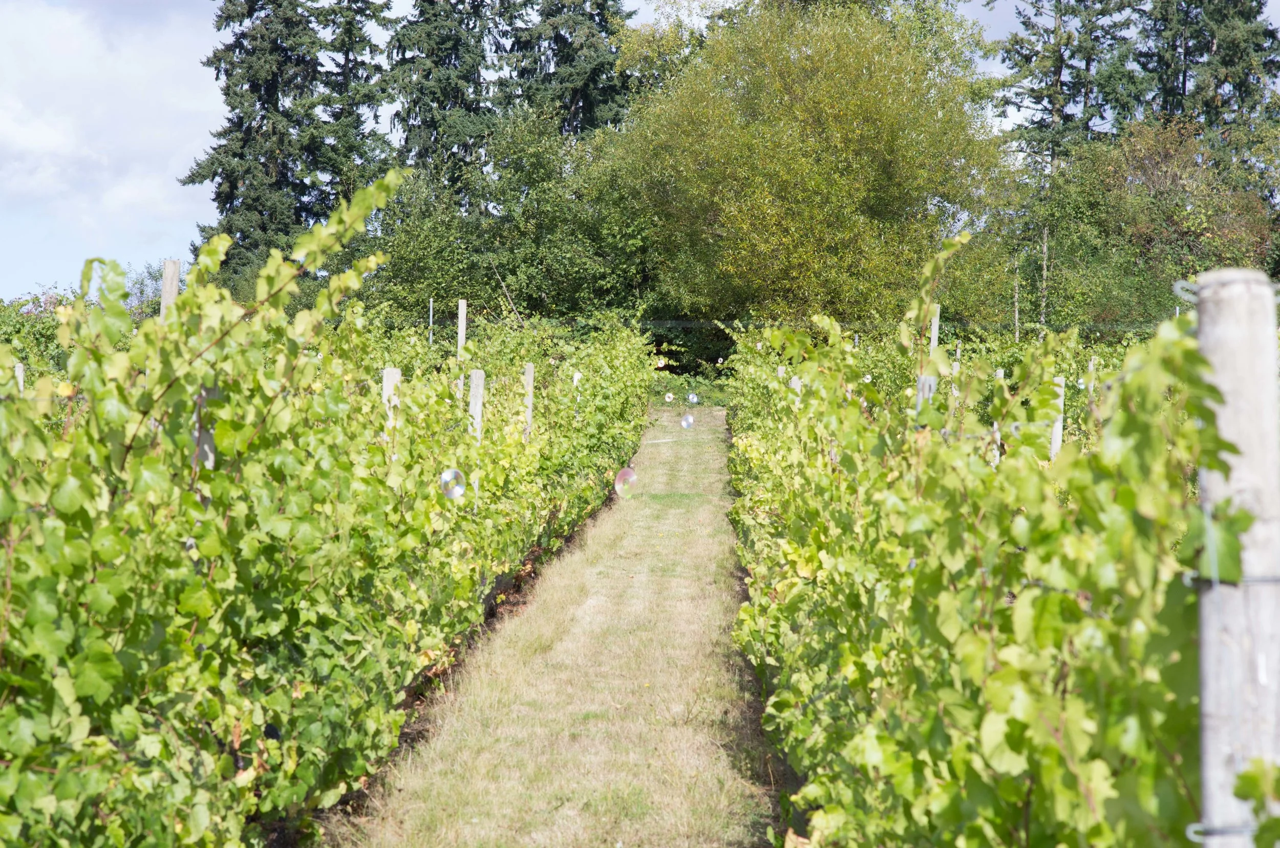 Our Vineyard