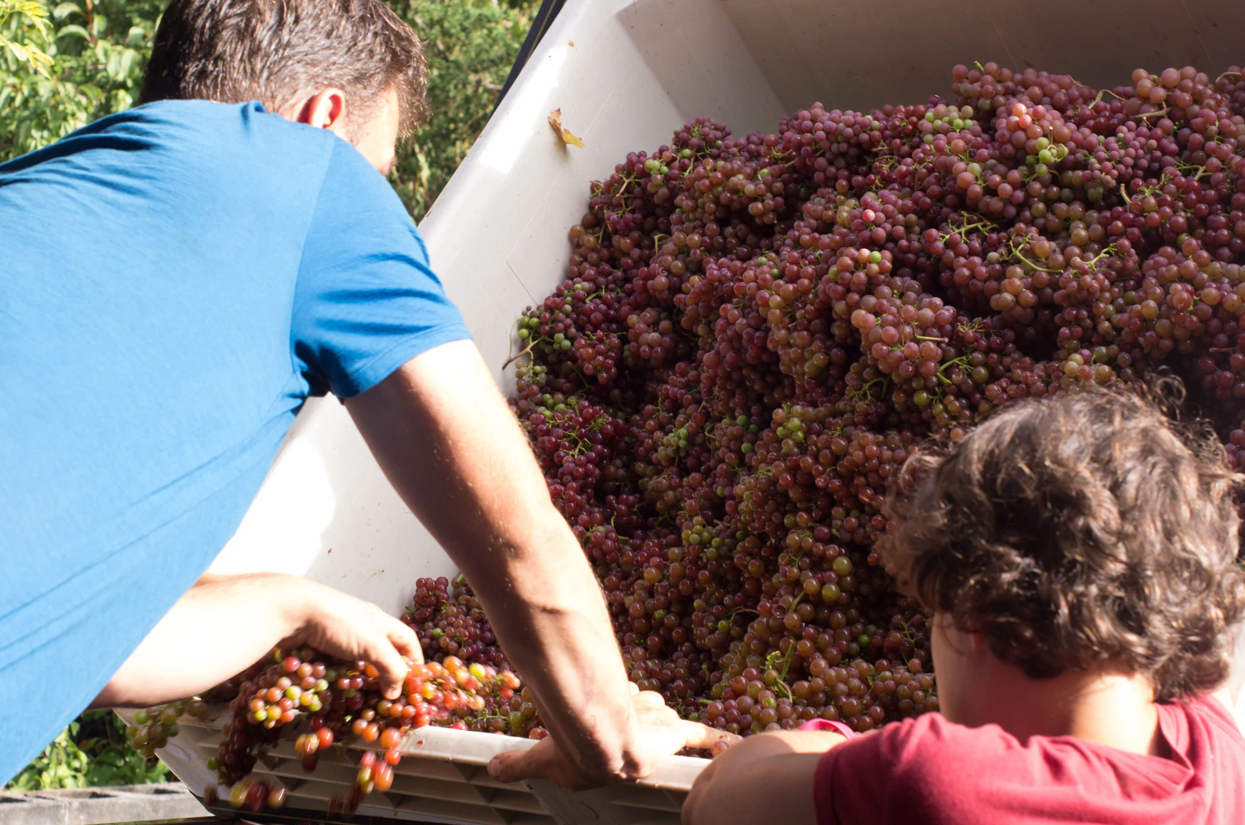 Harvest time