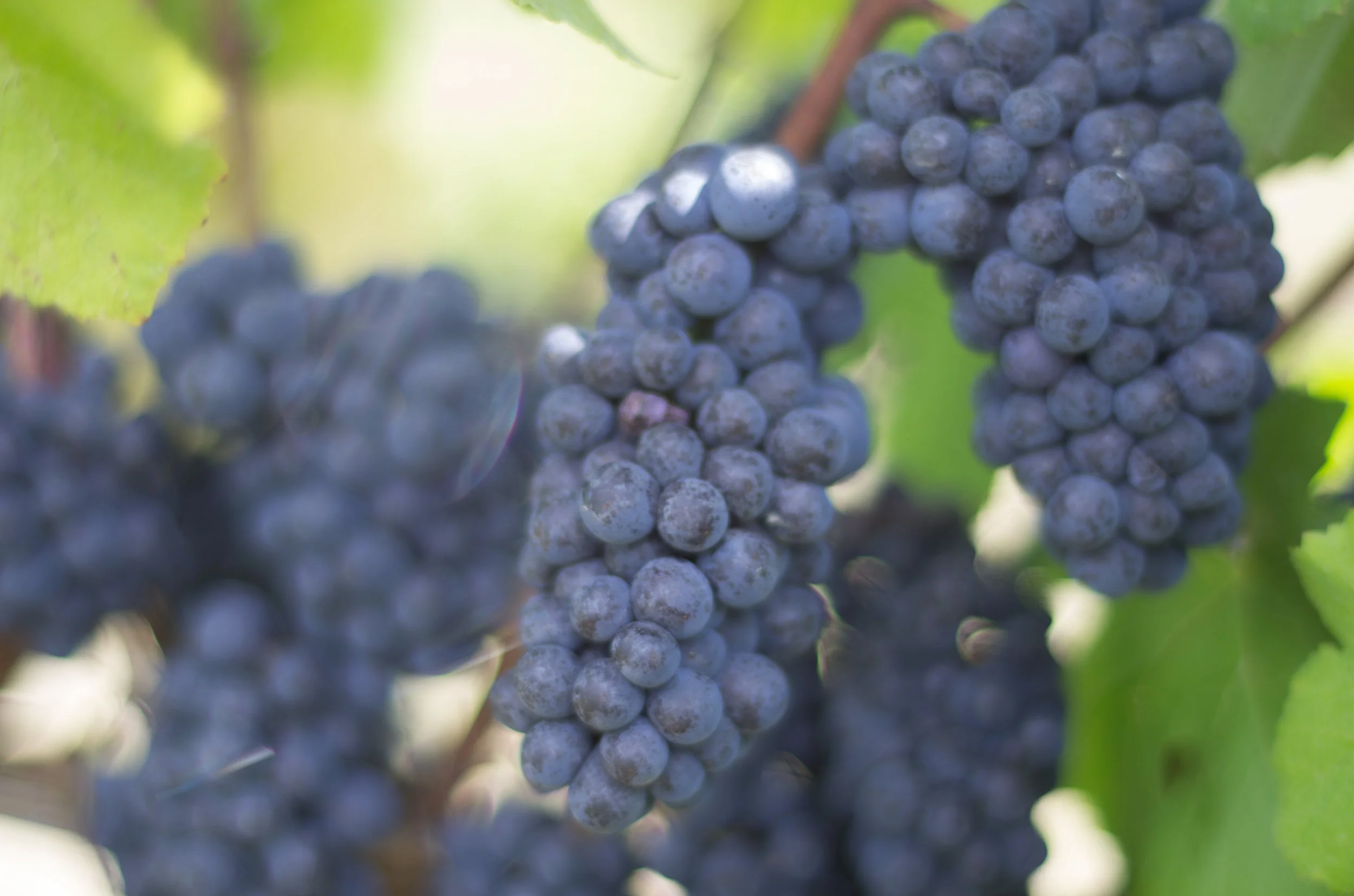 Pinot Noir