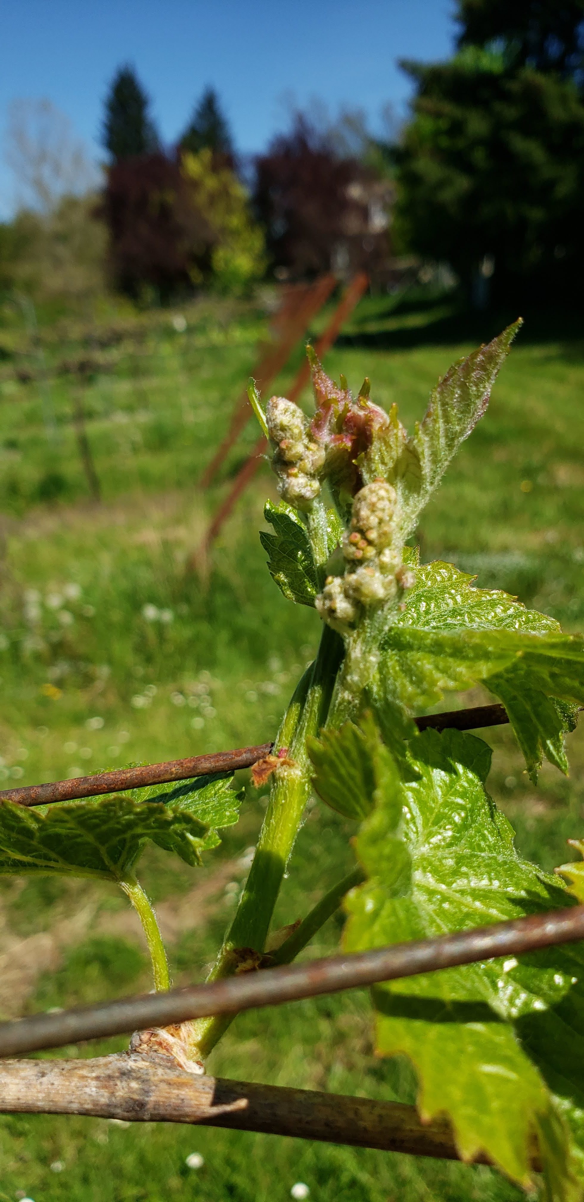flowerclusters.jpg