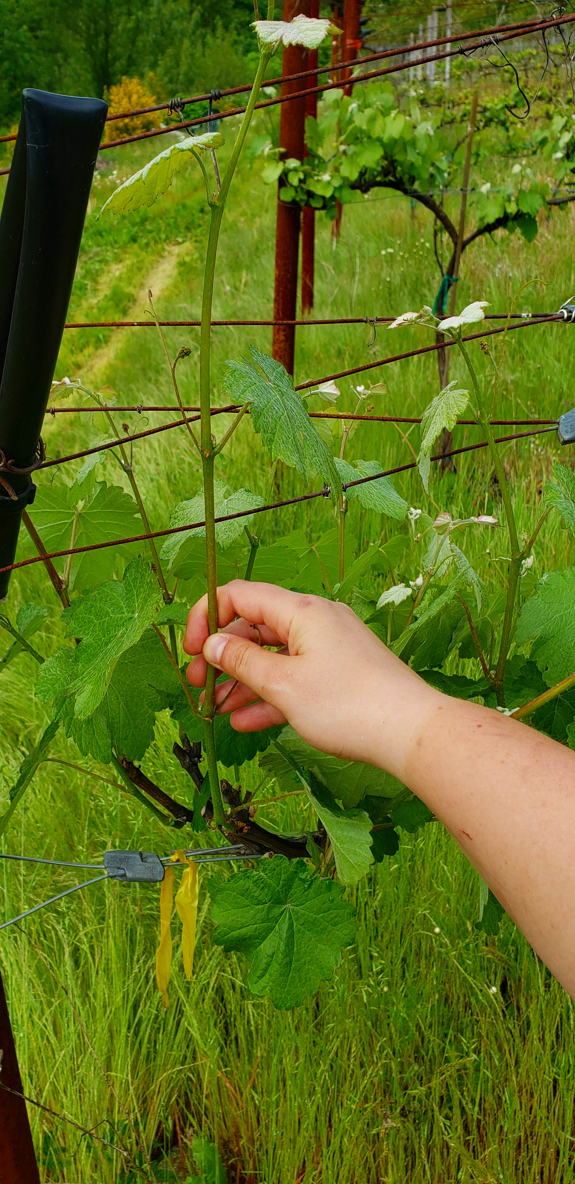 grapeprogess05/27.jpg