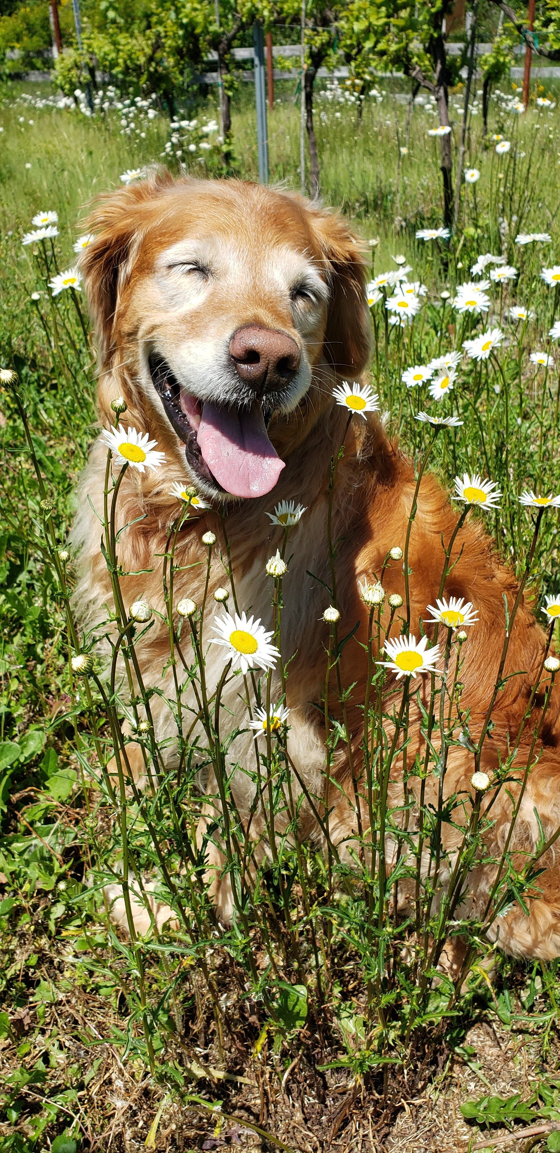 vineyarddog.jpg
