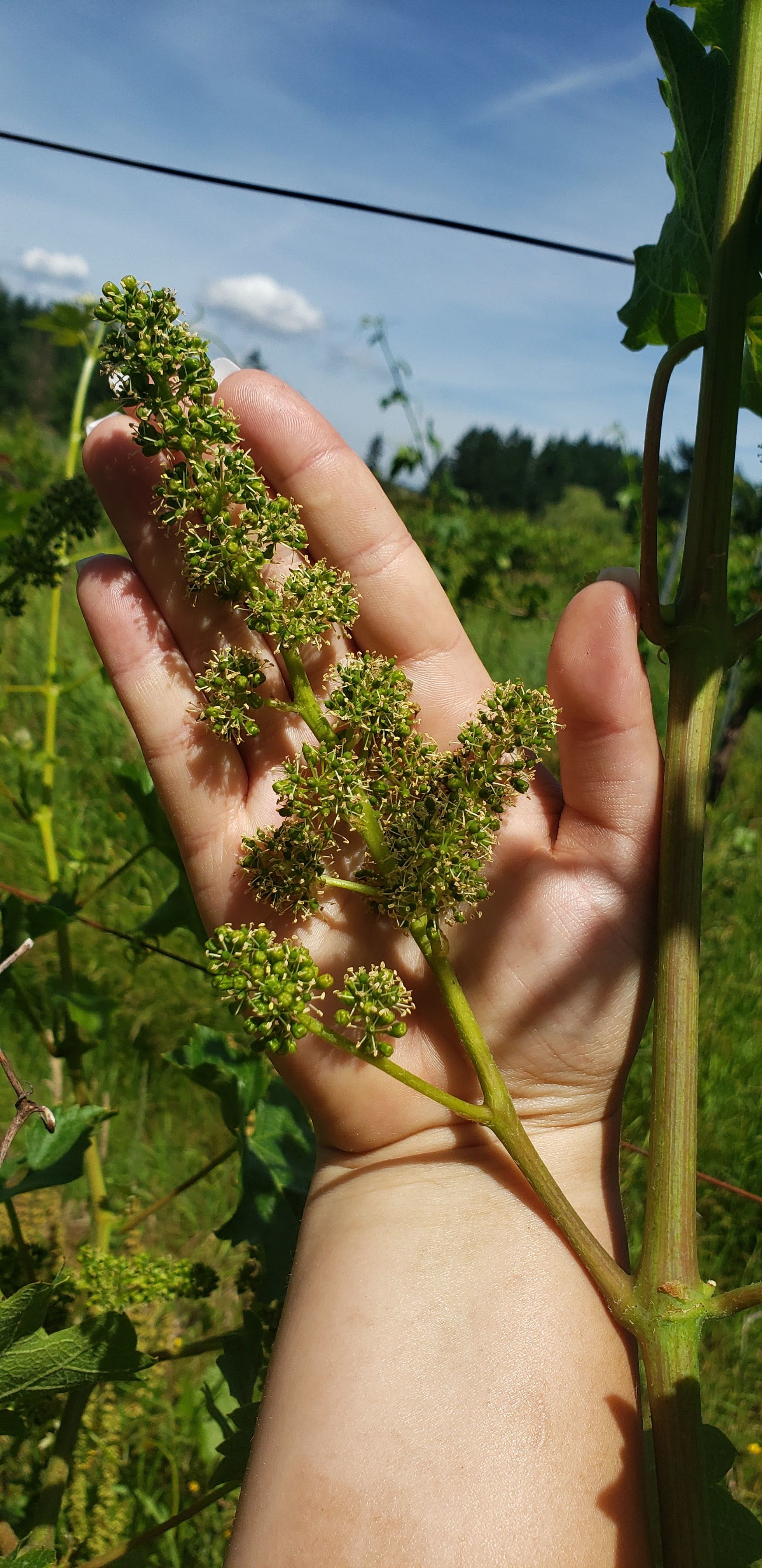 hugeflowercluster.jpg