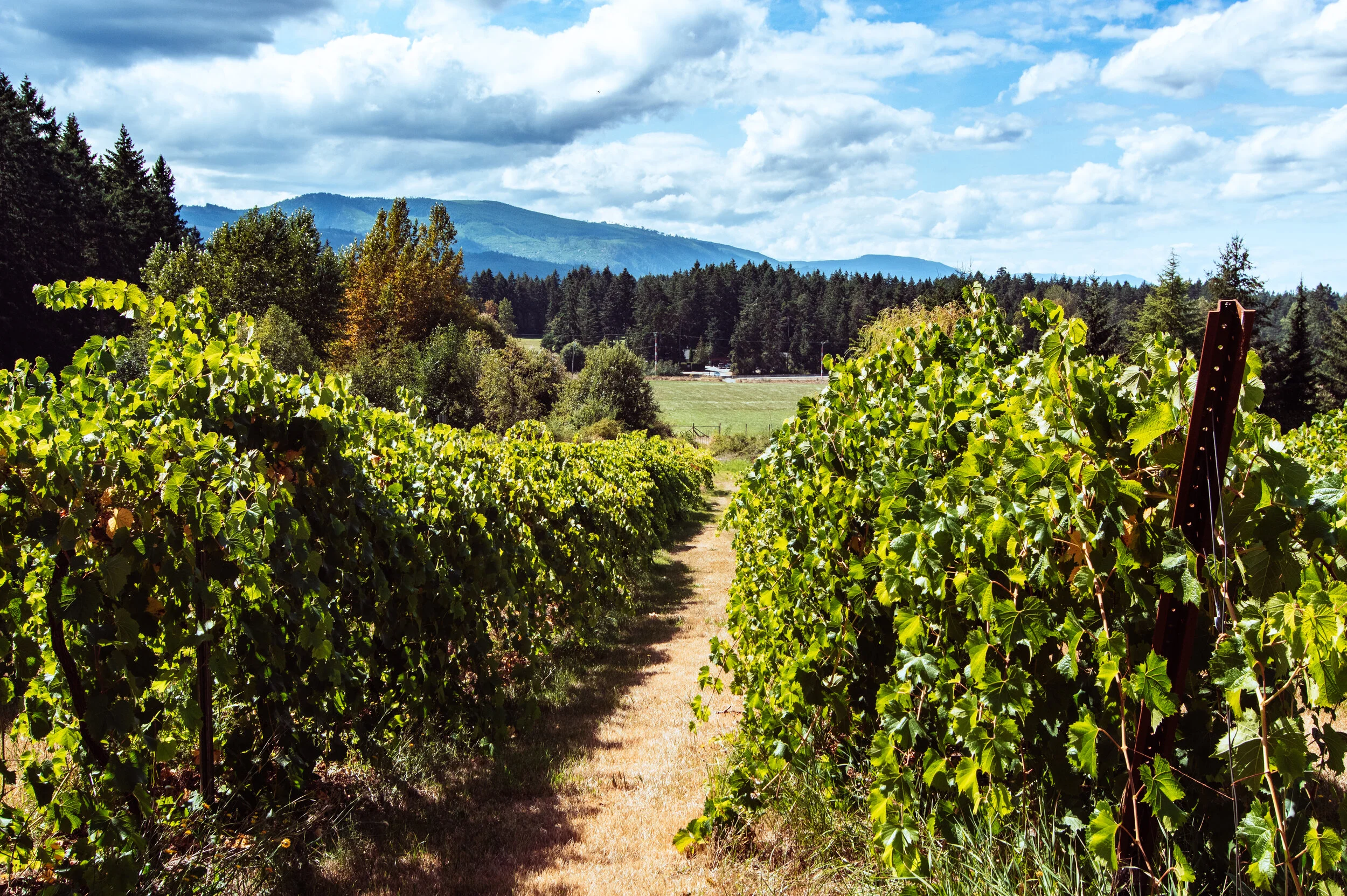 Sustainably Managed Vineyard