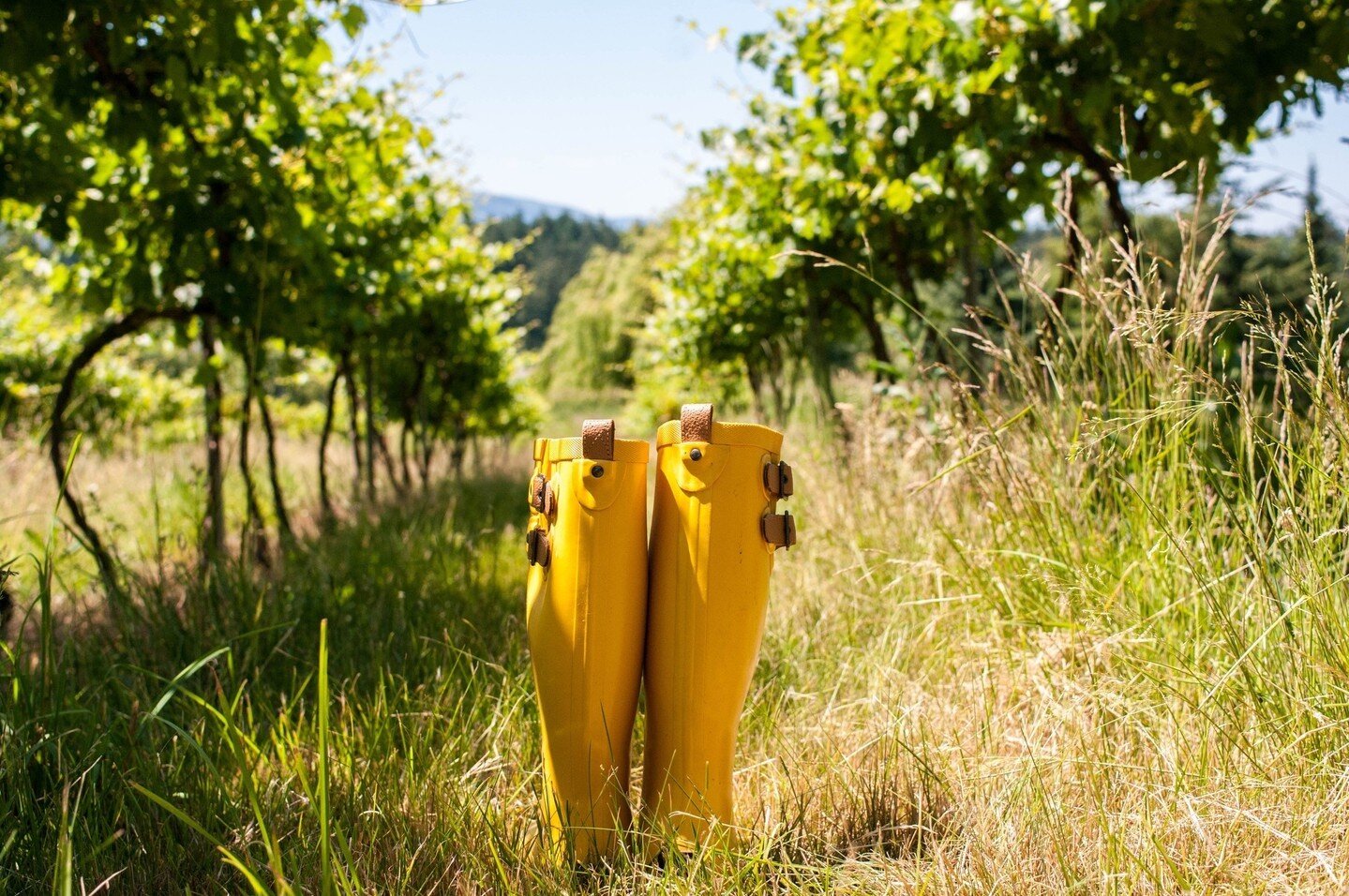 Get out of the corporate suits and don your gumboots for your next adventure. After 18 years of raising the family, Rocky Creek is for sale. We want you to take off where we left it, as one of the most awarded wineries on the island.  Link in bio Liv