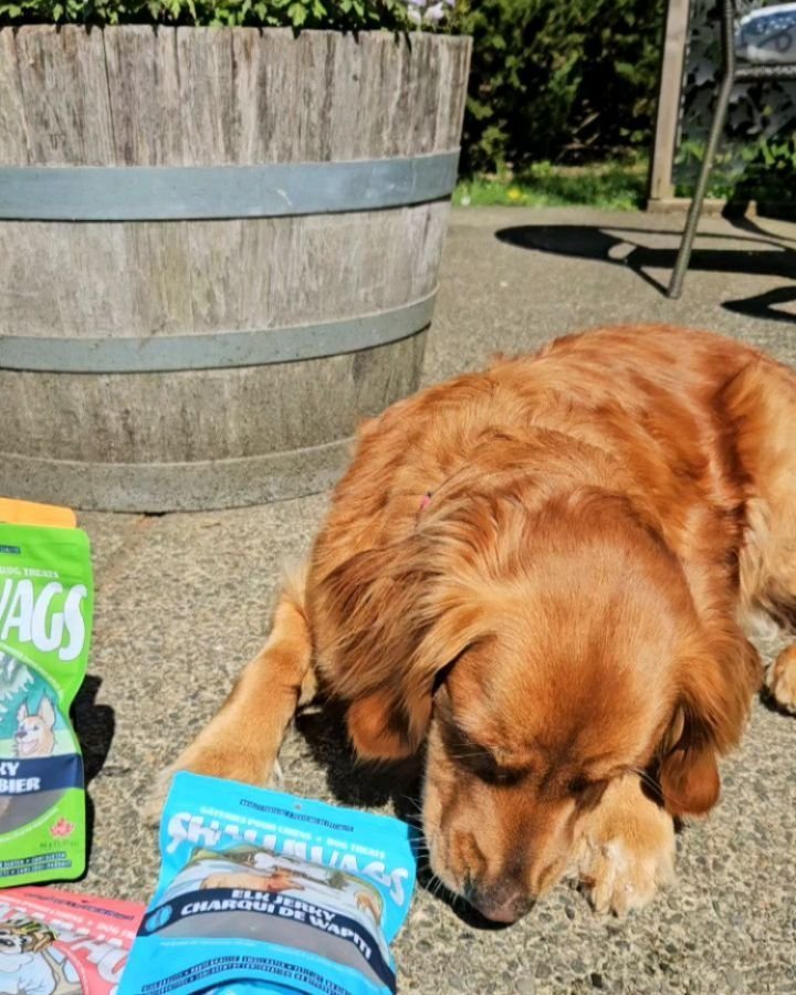 We just got our annual delivery of dog friendly snacks for the patio or to take home with you. @skalliwagsdogtreats has been a favorite here for many years. People say that their dog is finicky for snacks and many are surprised they gobble them up. P