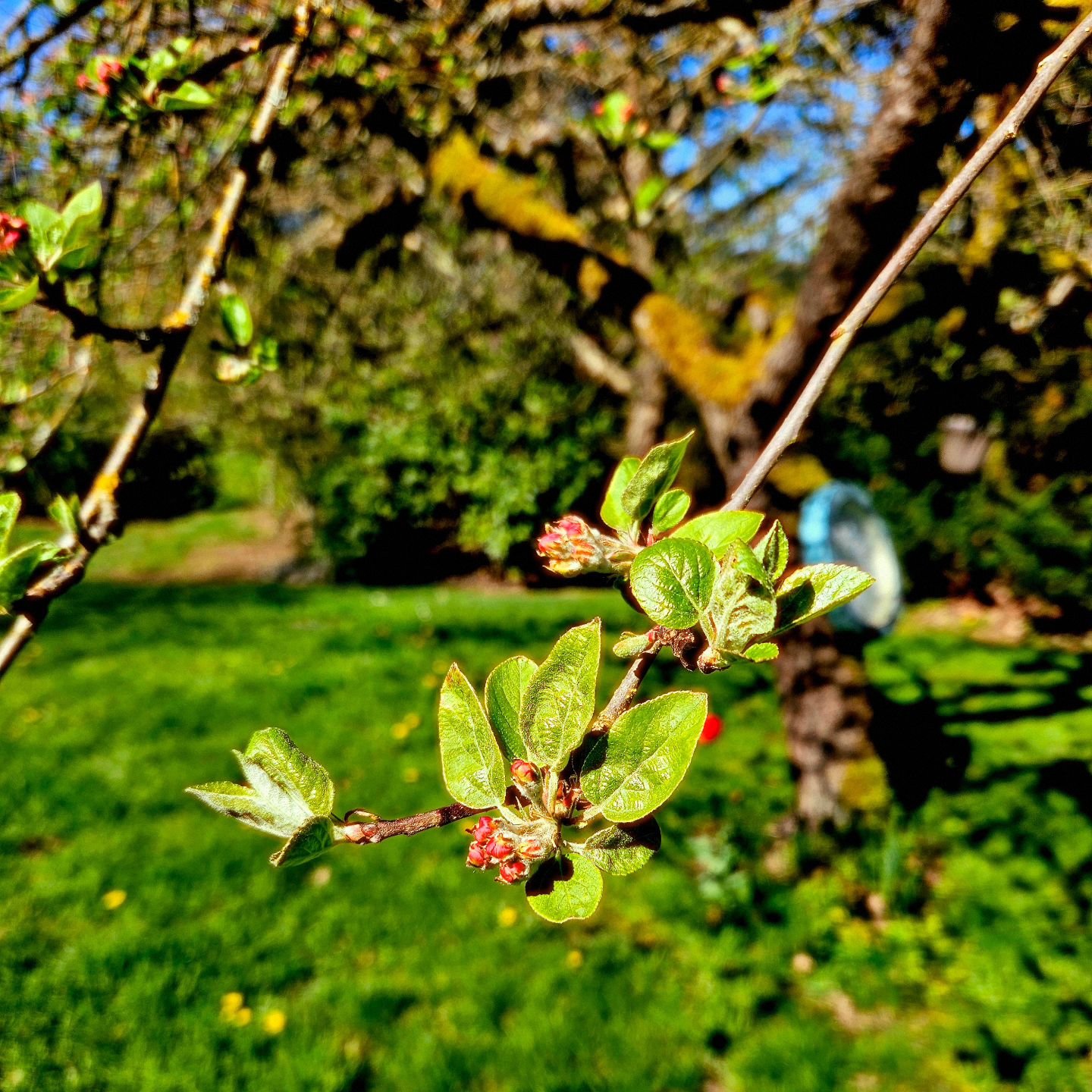 Now, we're going through wonderful tree blossoms 🌸 and just waiting soon for the start of our vineyard life and bud break. It's a wonderful time of year. Love to have you come and spend some time outside and enjoy a glass of wine.

Also this year in