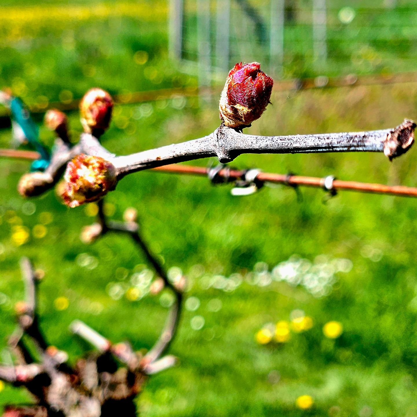 We're into #bcbudbreak at our vineyard. So excited that life has begun for our #winerylife. Our vineyard is experimental and trellised differently so we can enjoy this without any summer maintenance.  Cheers to BC wines during #bcwinemonth .