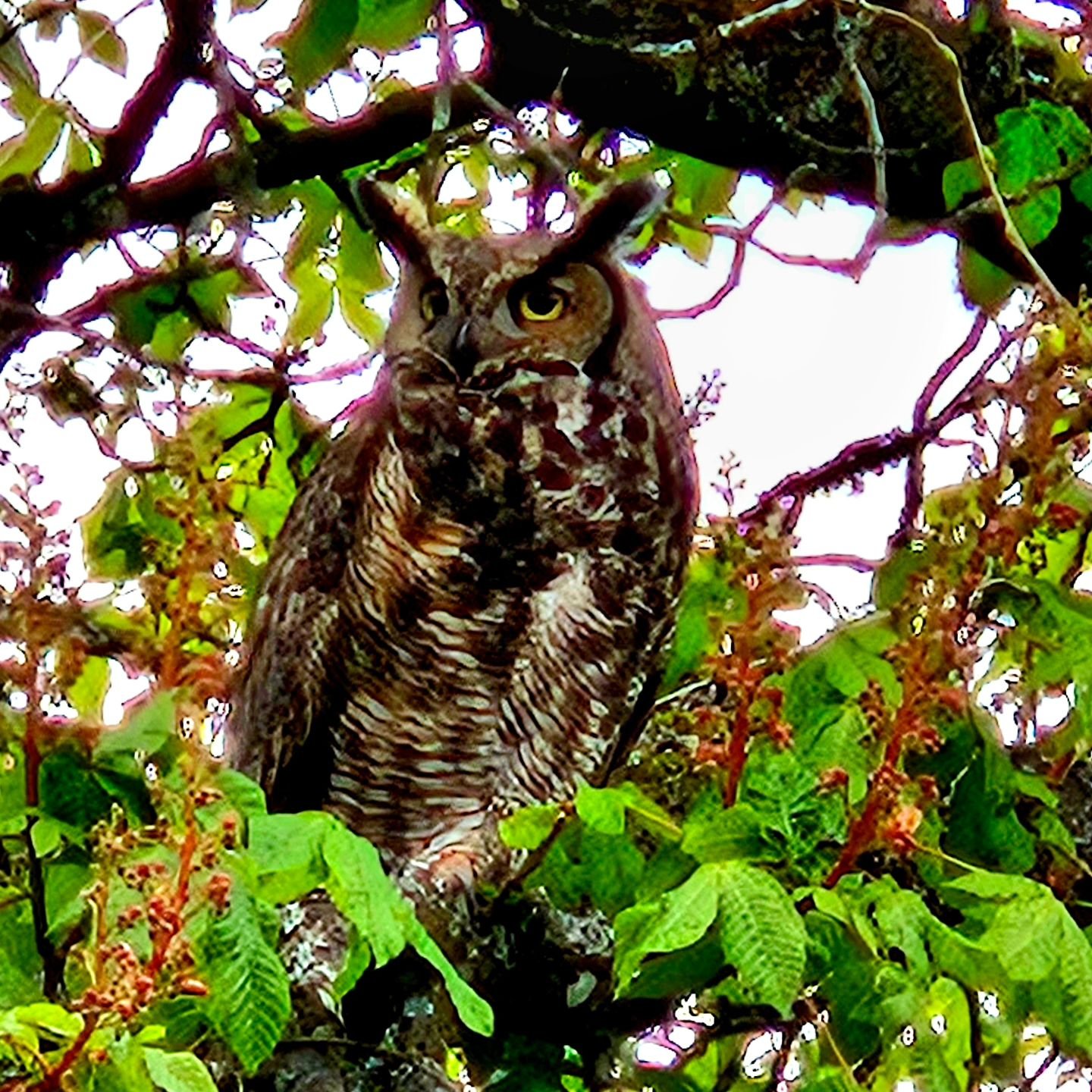 We've been serenade by this beautiful creature all morning and popped out our window to see it in our horse chestnut tree. It's been there for hours. I'm amazed.

#winerylife #hornedowl