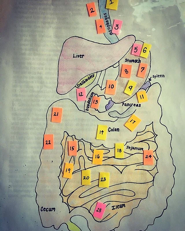 I was searching for an old text book and I stumbled upon this GI diagram I made during undergraduate. My type A personality is really shining through on this assignment. And yes, there are pages of typed definitions to go with all those numbers. π€πβοΈ #ibs #lowfodmap #anatomy #gastroenterology #dietitian #lowfodmap #sibo