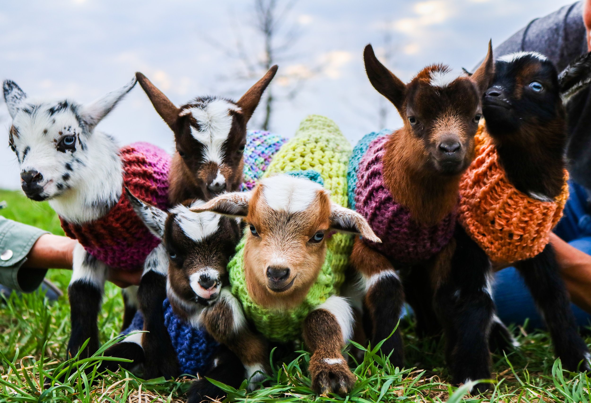 goat 2.jpeg