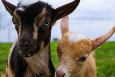 goat 3.jpeg