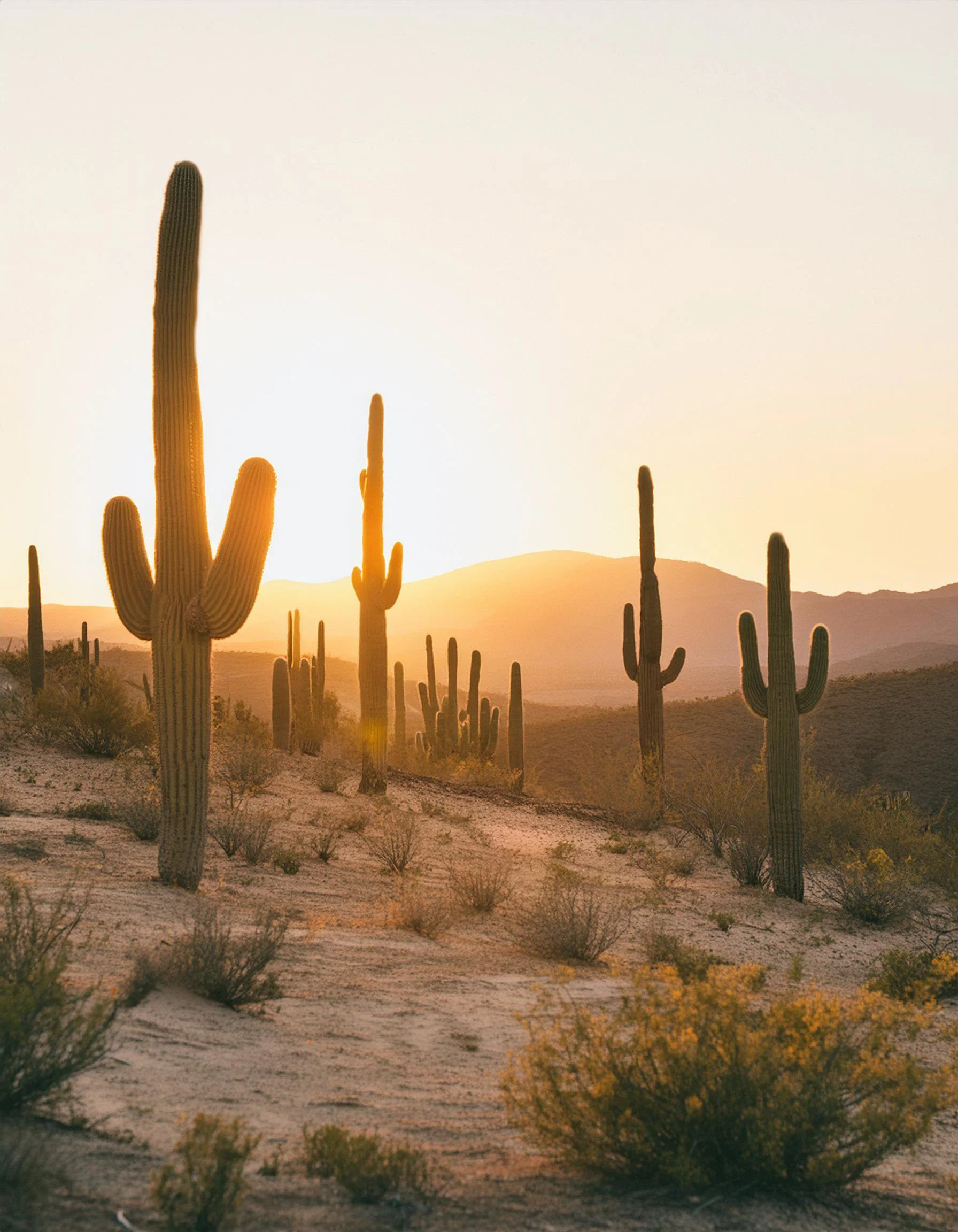 Paisaje del desierto con cactus y montañas al atardecer.