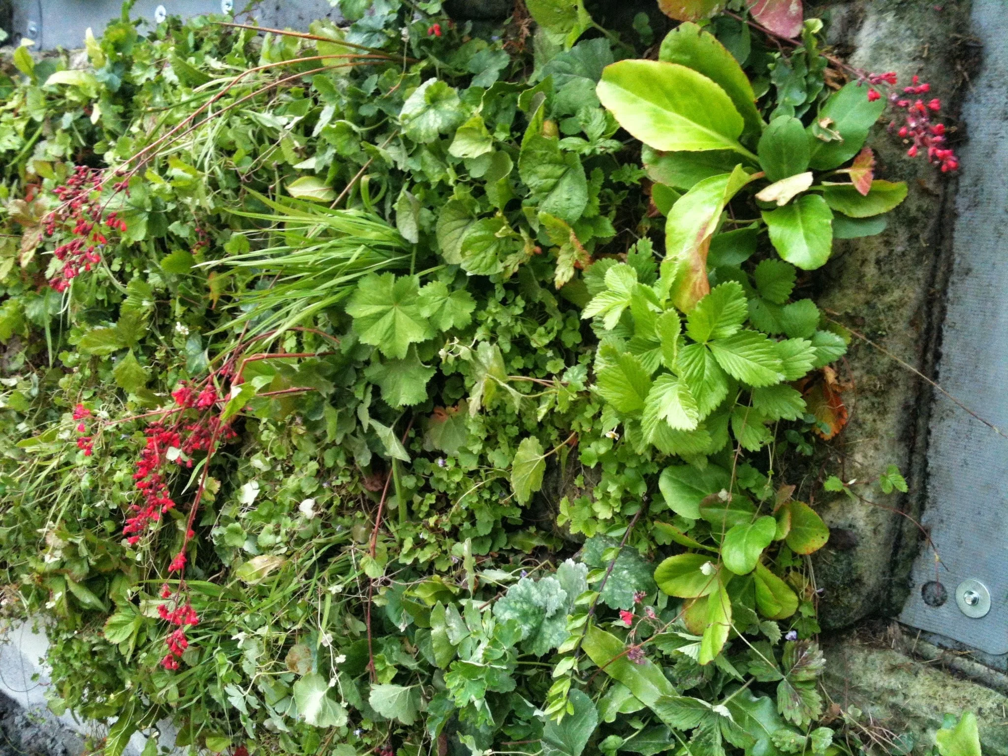 living walls dublin.jpg