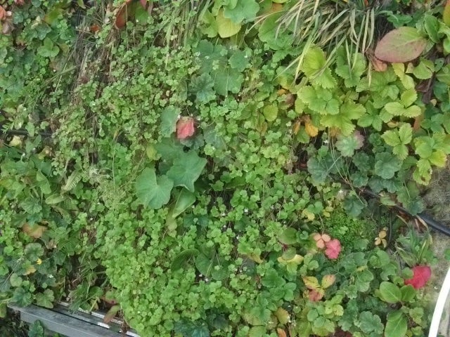 living walls.jpg