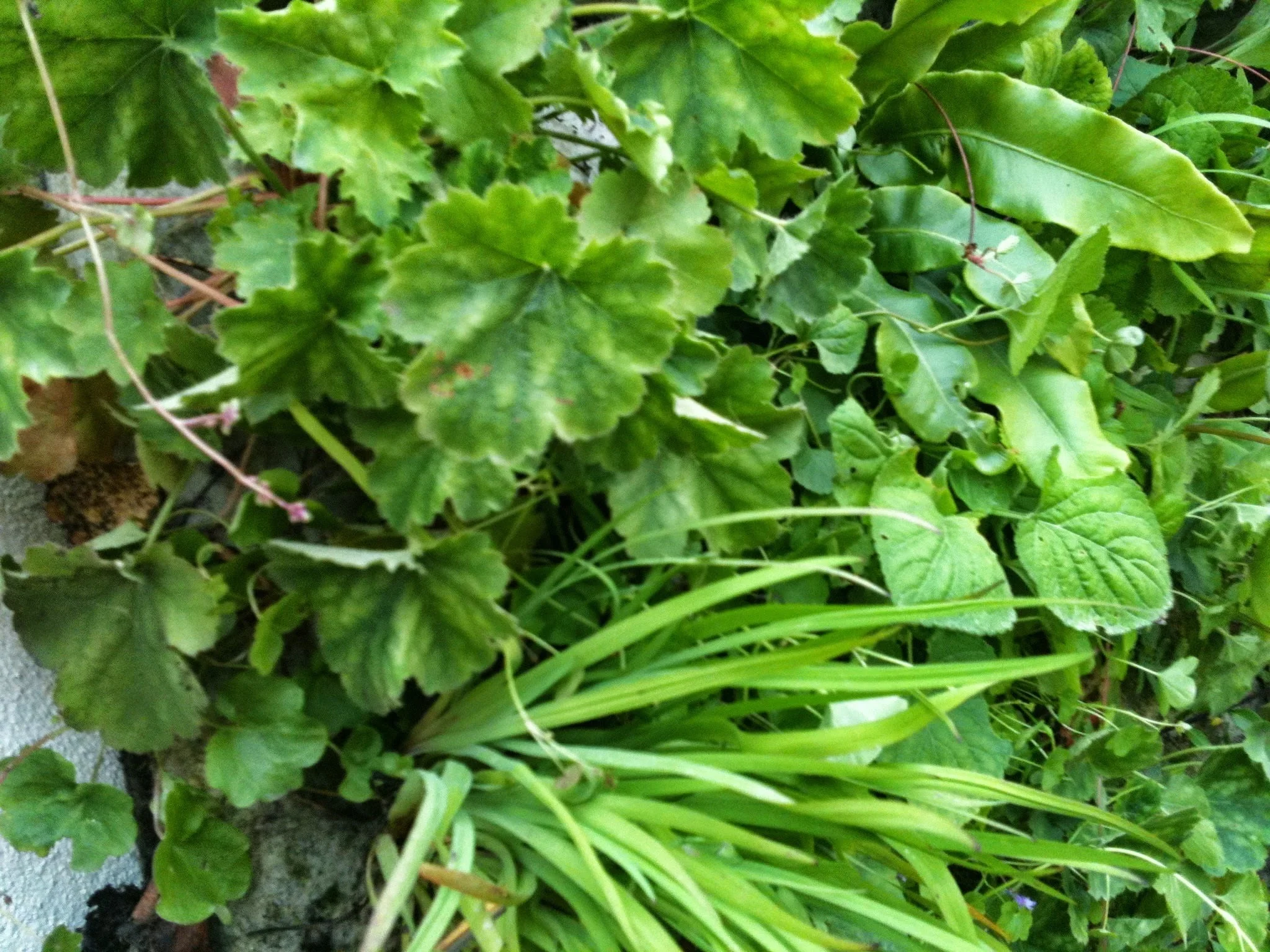 Living walls Ireland.jpg