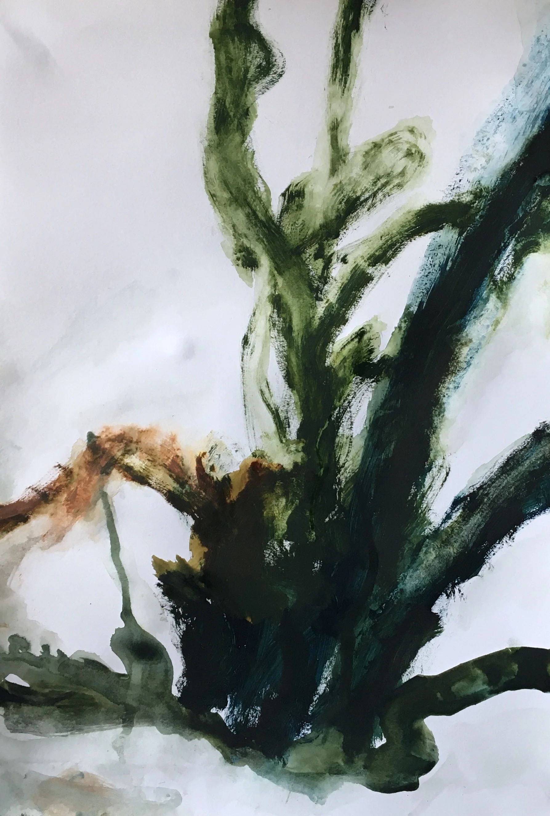 Ancient Yew 2