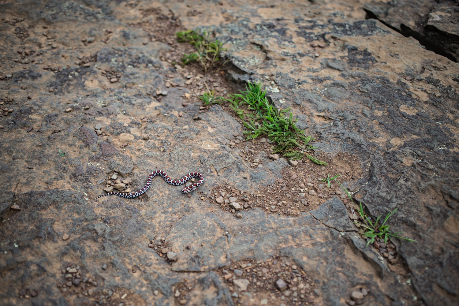  Milk snake on Vroman’s Nose |  Bright Valley  portfolio 2017- 