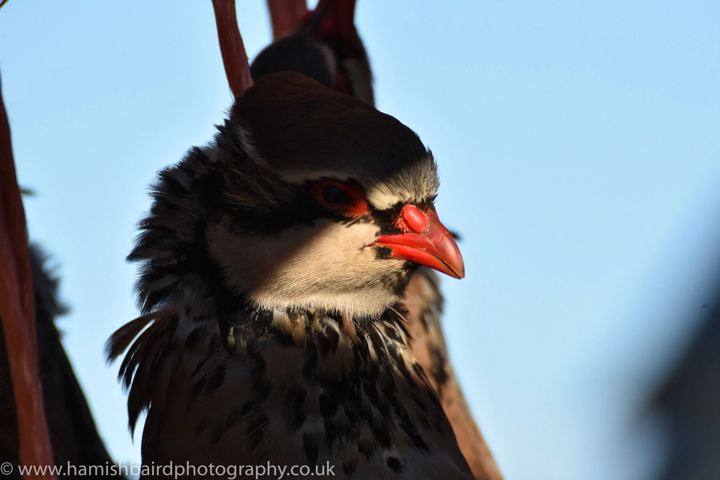CameShoot_15JAN2016_779.JPG