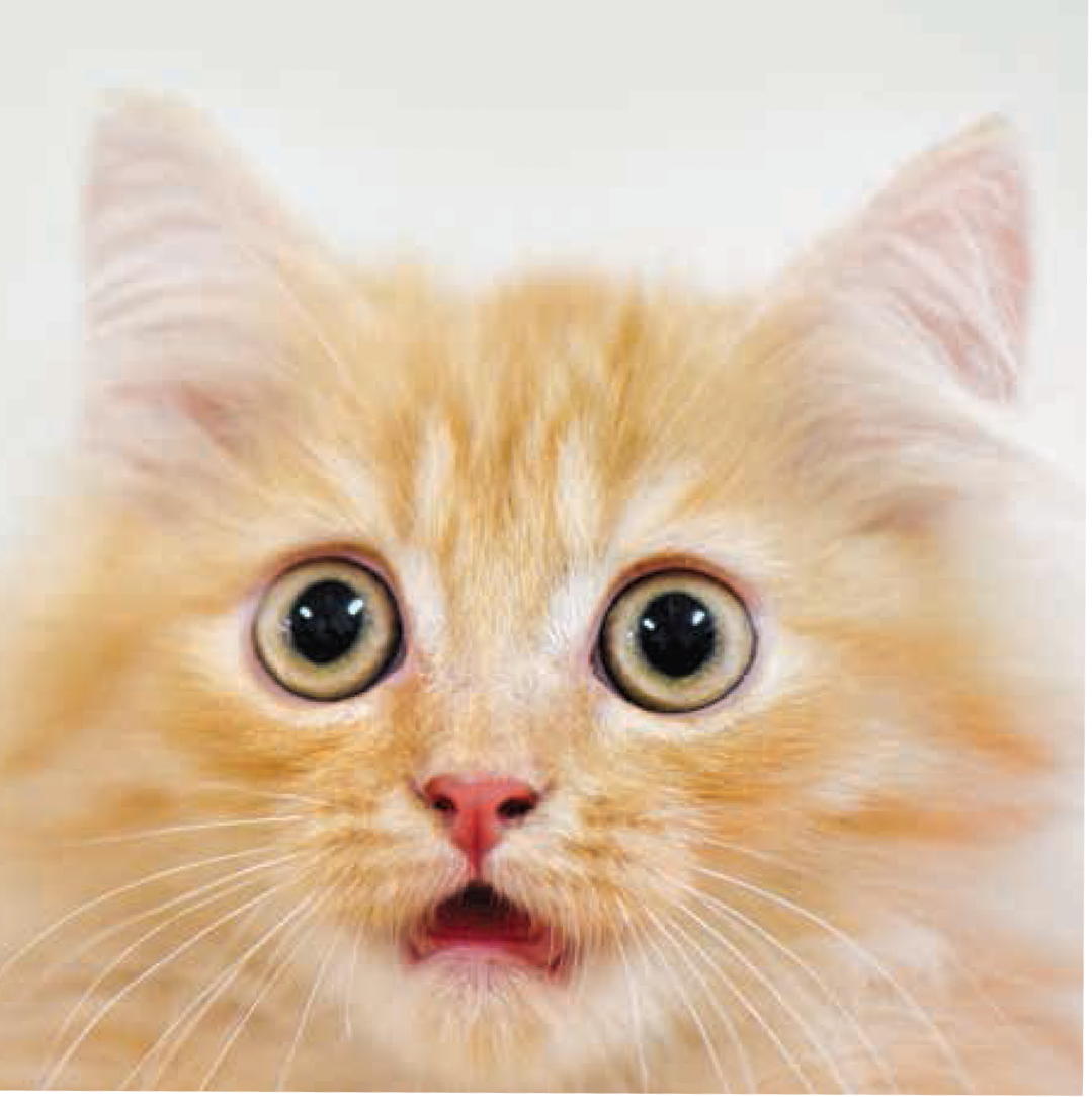 DITV062369_ST1_WM7_Kitty_THUMBNAIL.png