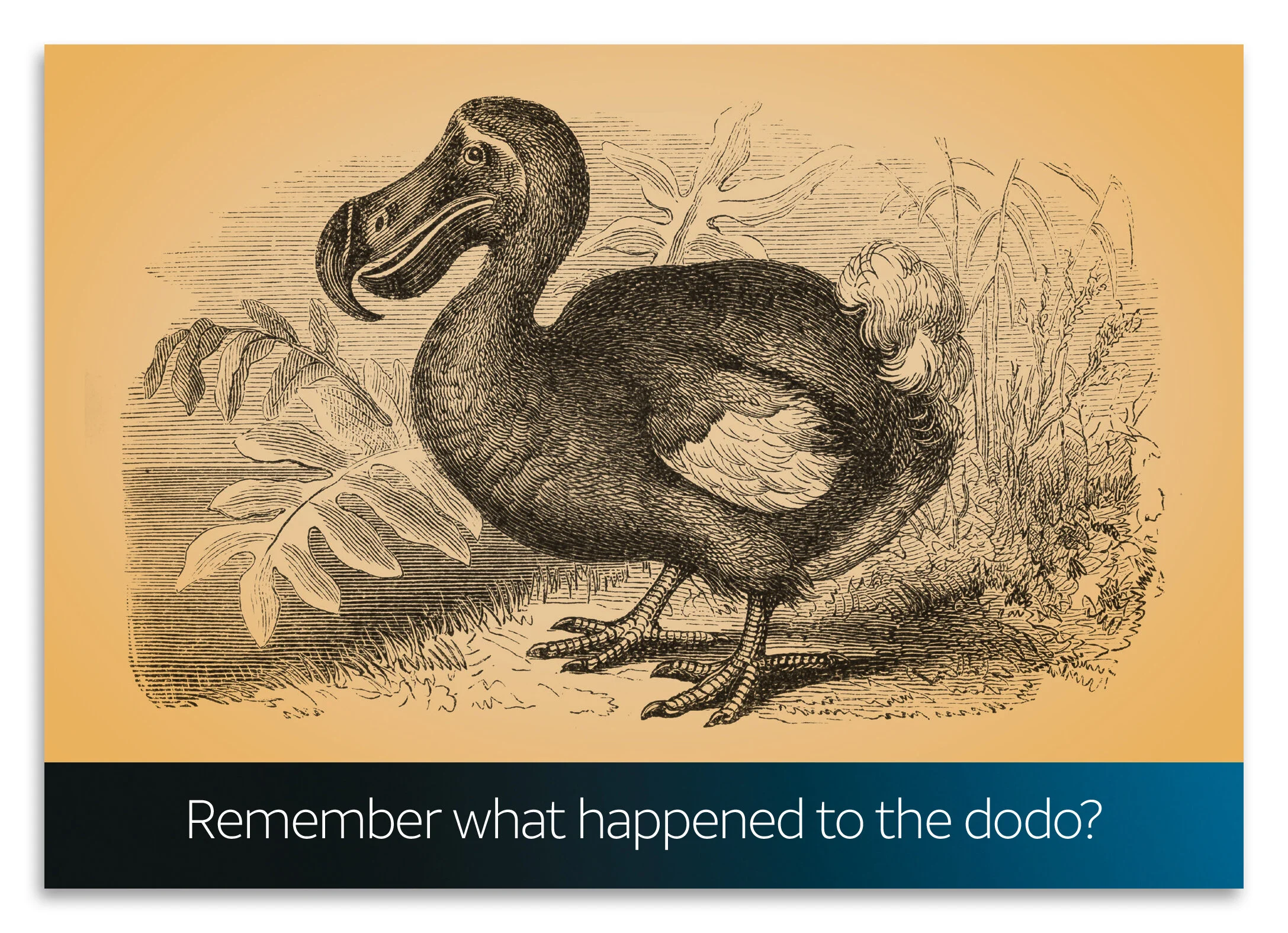 "Dodo Bird" - DIRECTV