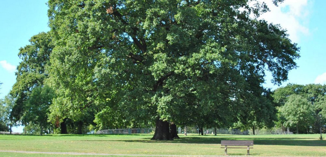 banner-tree.jpg
