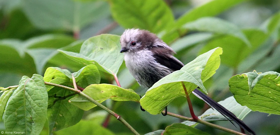 banner-bird.jpg