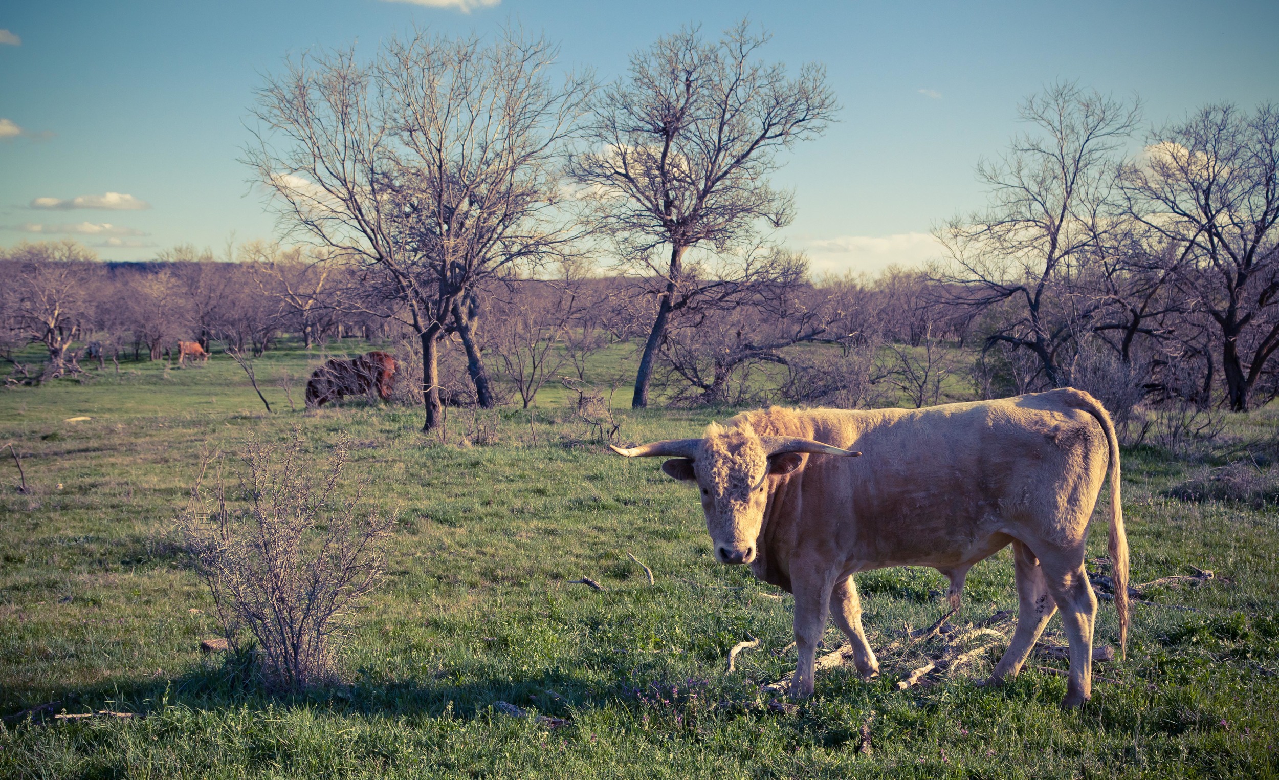 WEST TEXAS_NICHOLAS MCWHIRTER_006.jpg