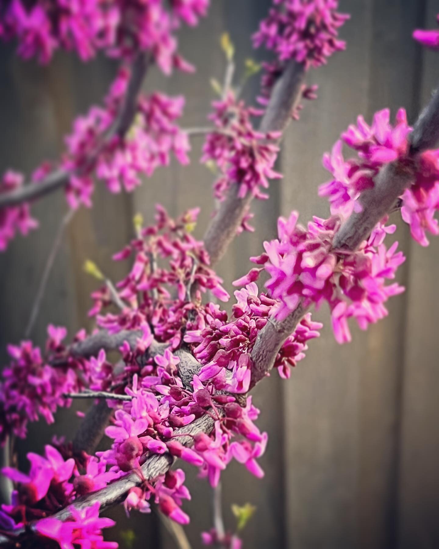 Forest pansy redbud blooming out, and attracting arachnid friends. 🕷️