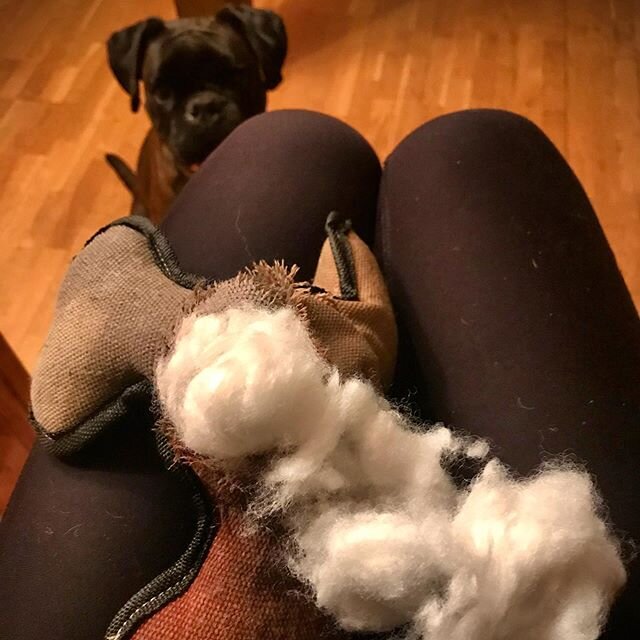 A pre-Xmas gift for Rosa. It lasted 30 minutes. #christmasgifts #boxersofinstagram #chewtoy #doglife #dogdays #doglovers