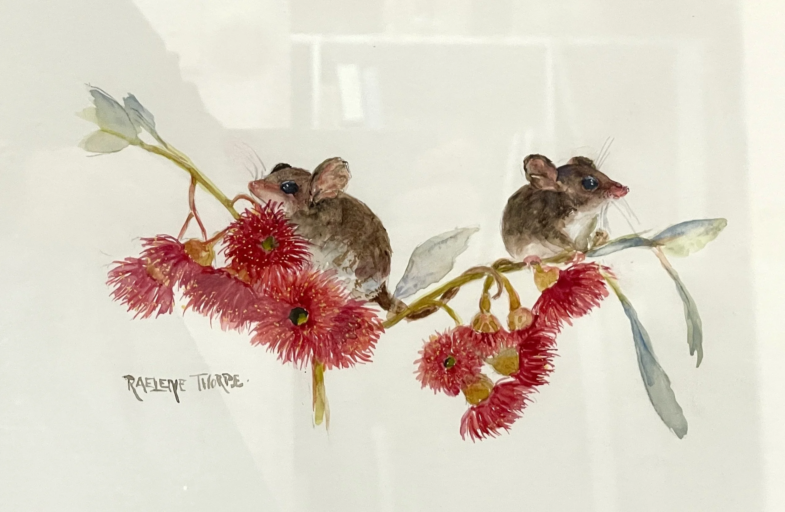 Pygmy Possums - 44cm x 33cm - $300