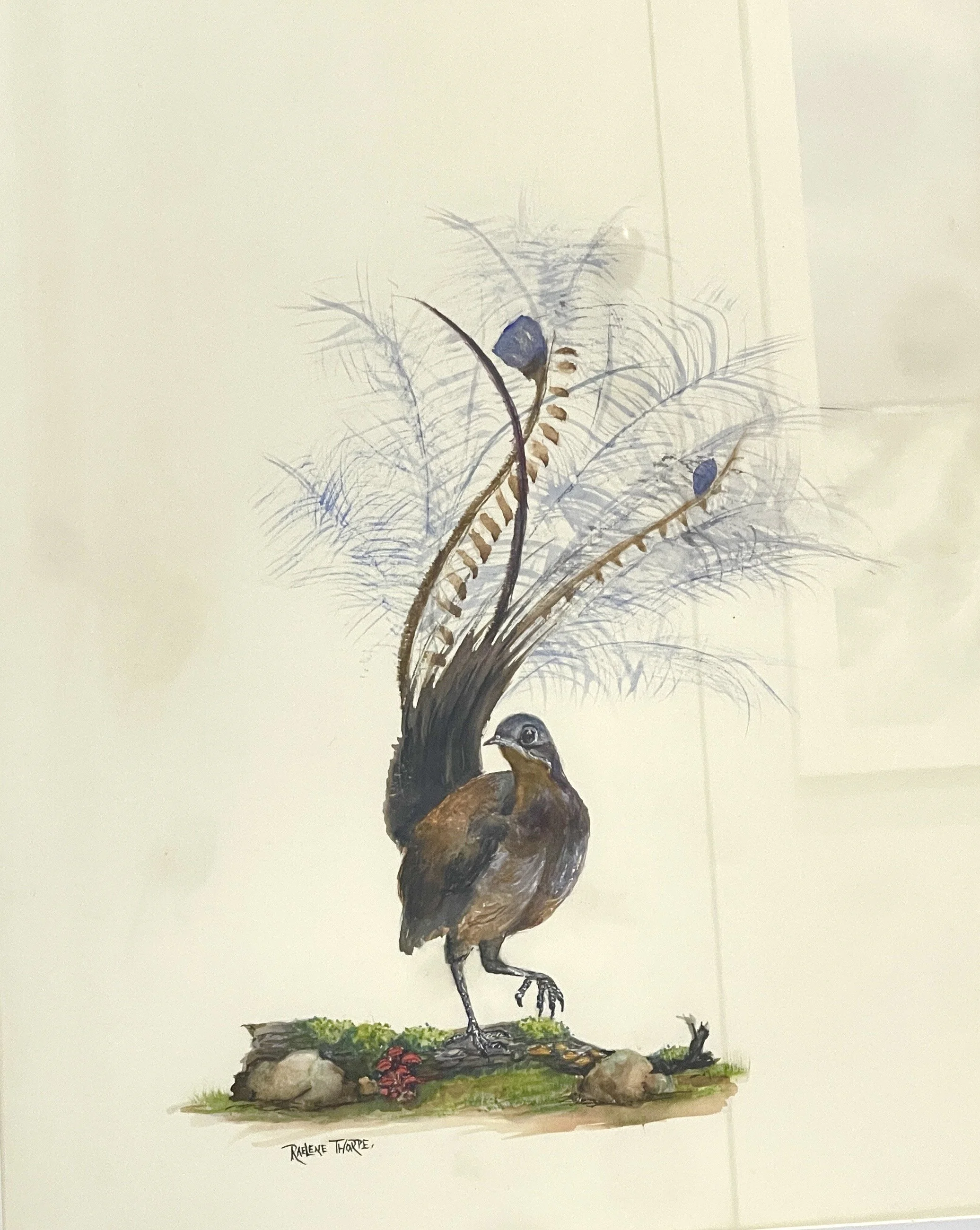 Lyrebird - 52cm x 73cm - $420